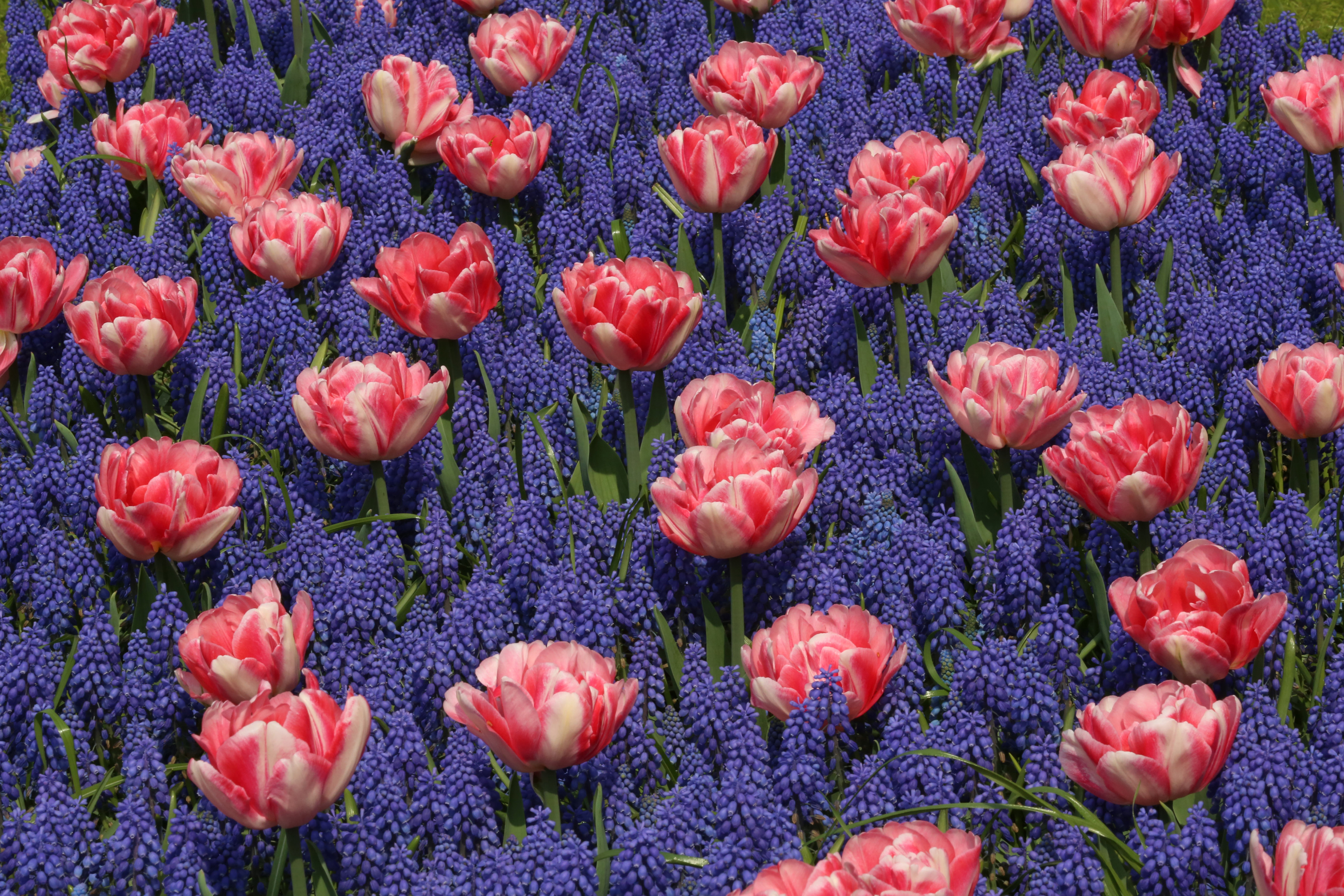 421230 скачать картинку фиолетовый цветок, земля/природа, цветок, гиацинт, природа, розовый цветок, тюльпан, флауэрсы - обои и заставки бесплатно