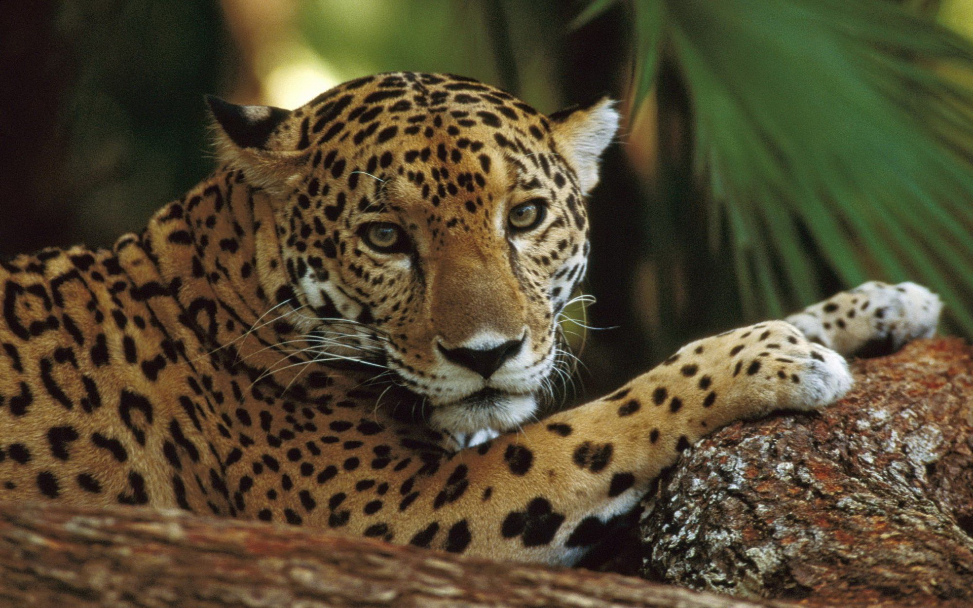 Free download wallpaper Leopard, Cats, Animal on your PC desktop