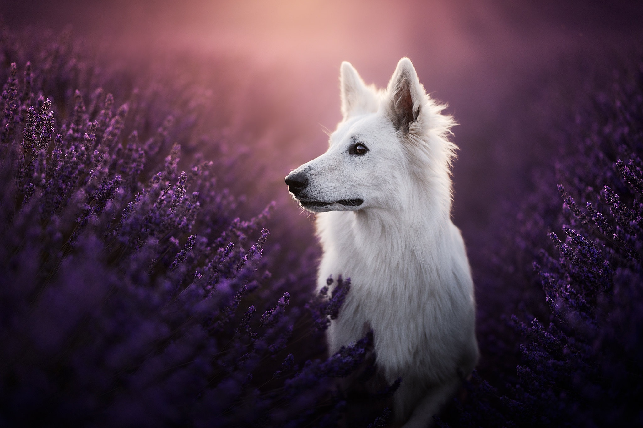 Download mobile wallpaper Dog, Animal, Lavender, Swiss Shepherd for free.