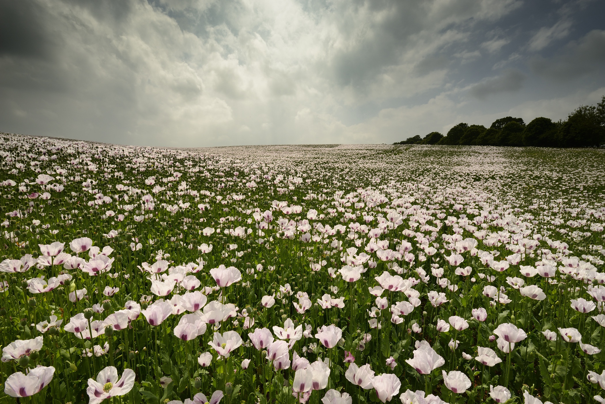 Download mobile wallpaper Nature, Flowers, Flower, Earth, Cloud, Meadow, White Flower for free.