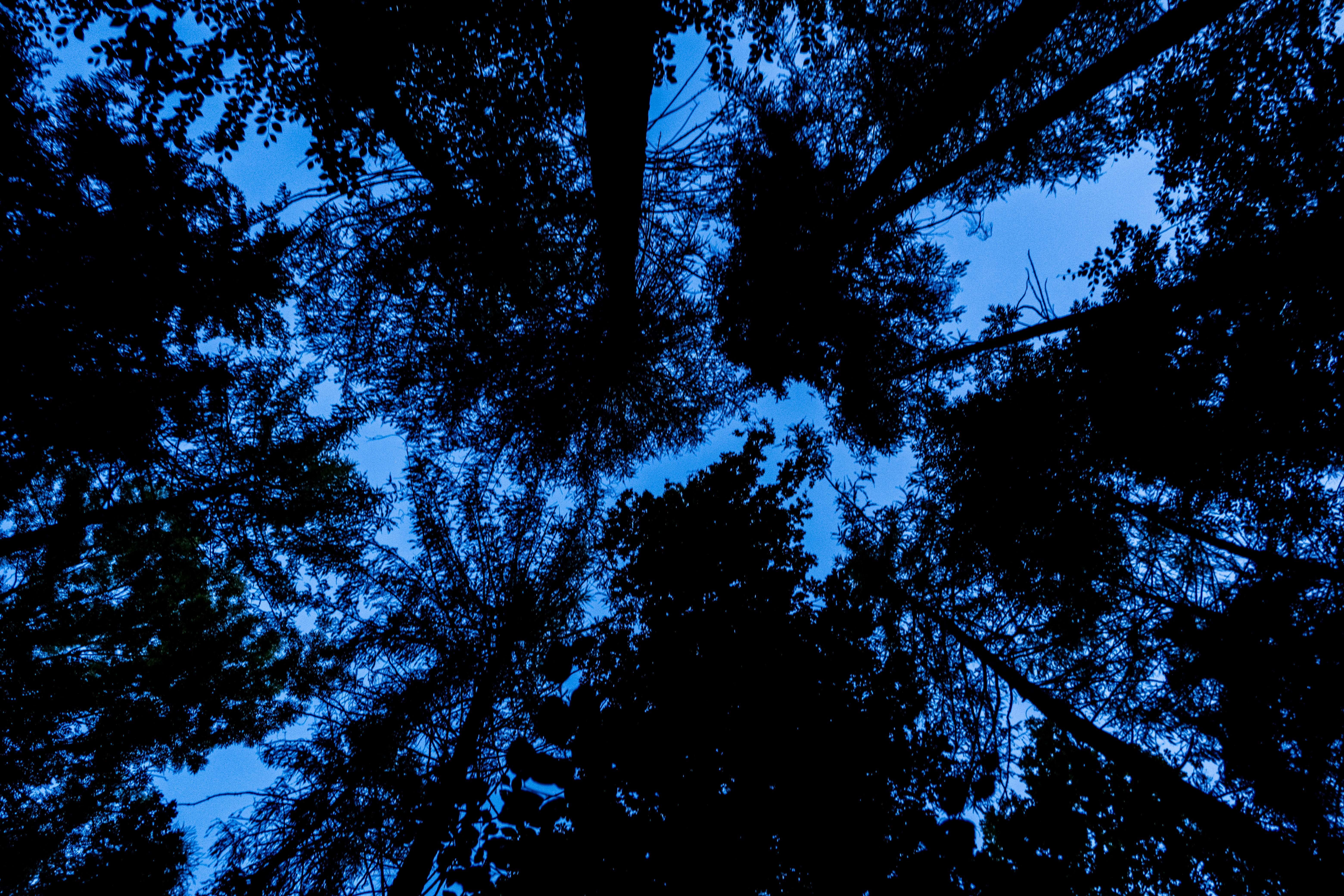 Wallpaper Full HD nature, trees, sky, silhouette, bottom view