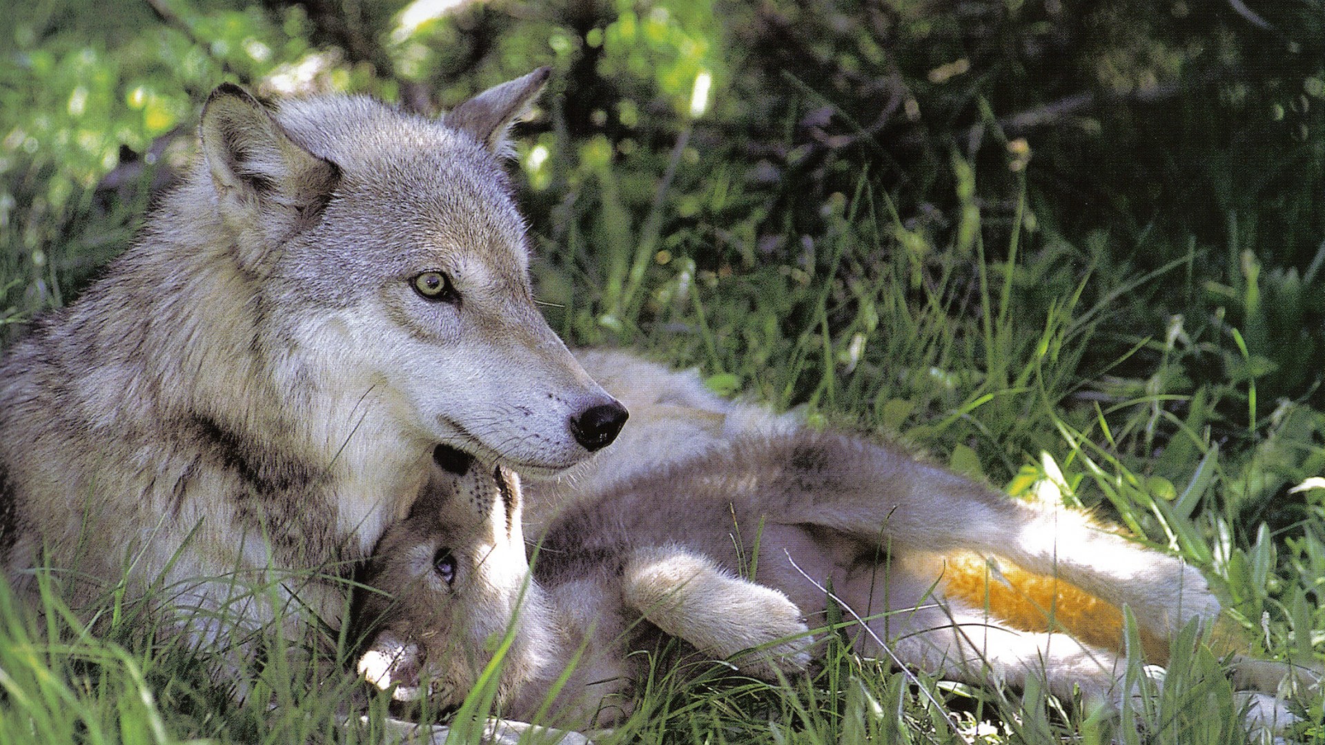 Download mobile wallpaper Love, Wolf, Animal, Cute, Baby Animal, Cub, Wolves for free.