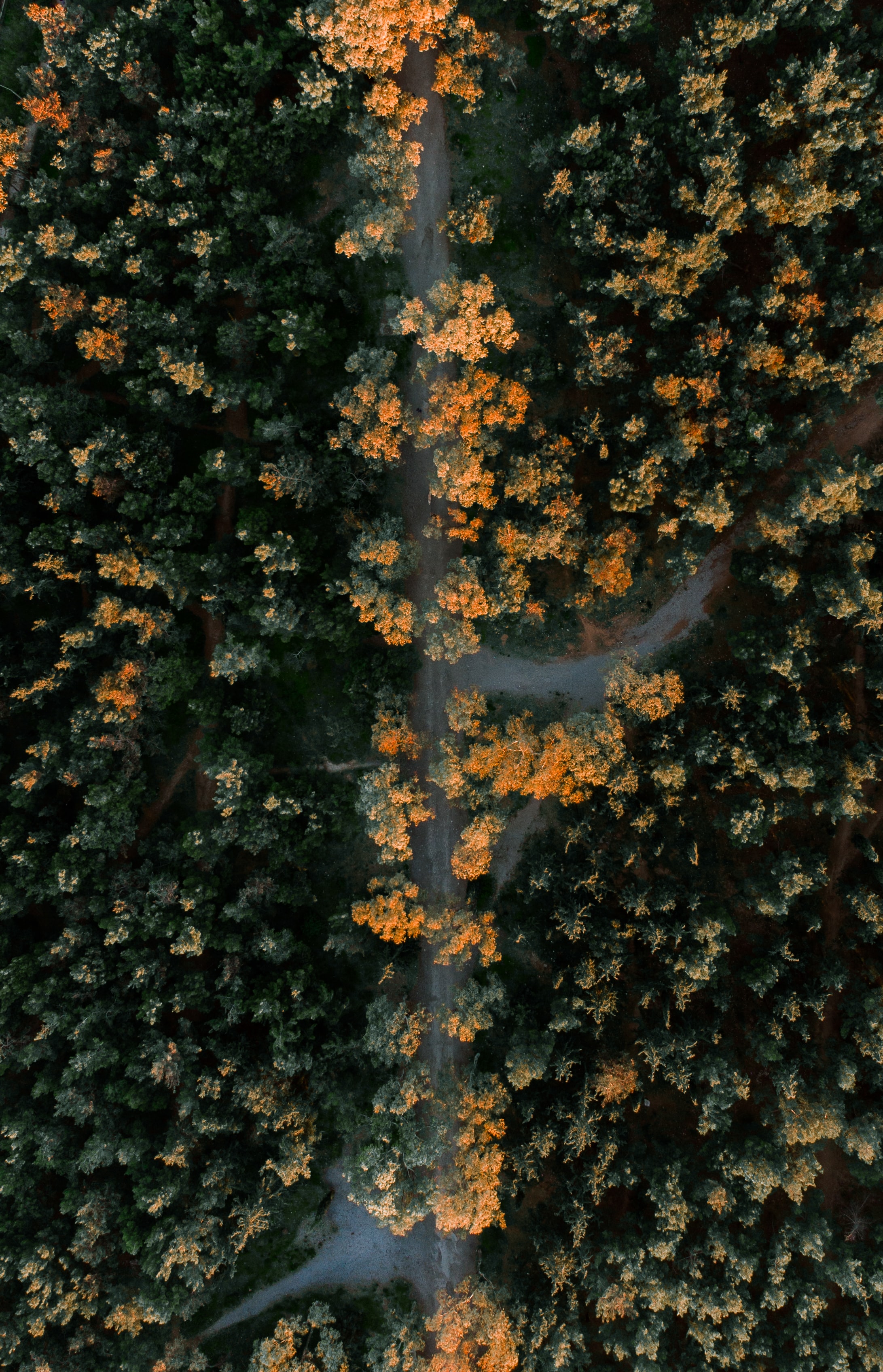 trees, nature, view from above, road, forest, overview, review, height Smartphone Background