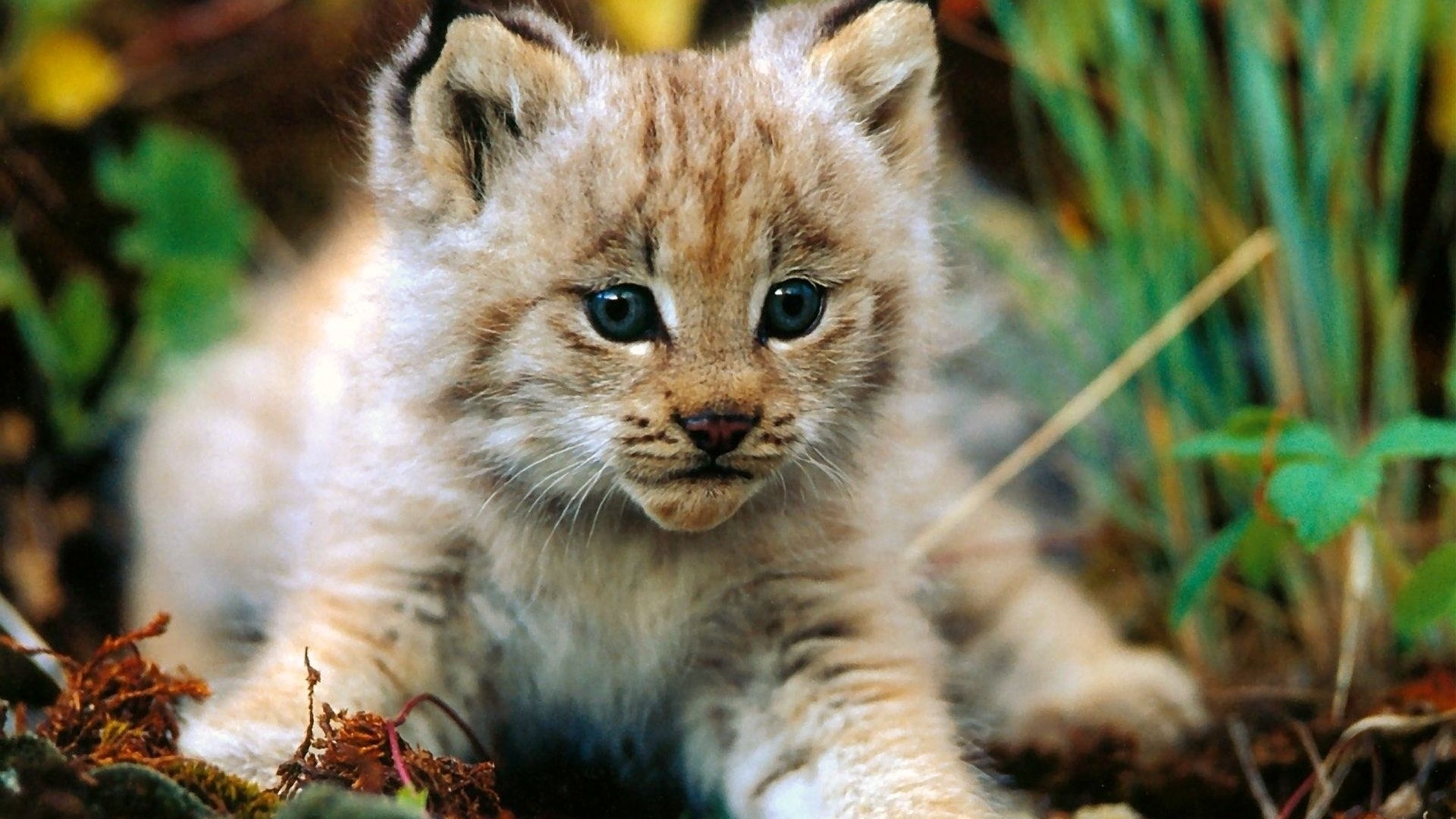 Download mobile wallpaper Animal, Cute for free.