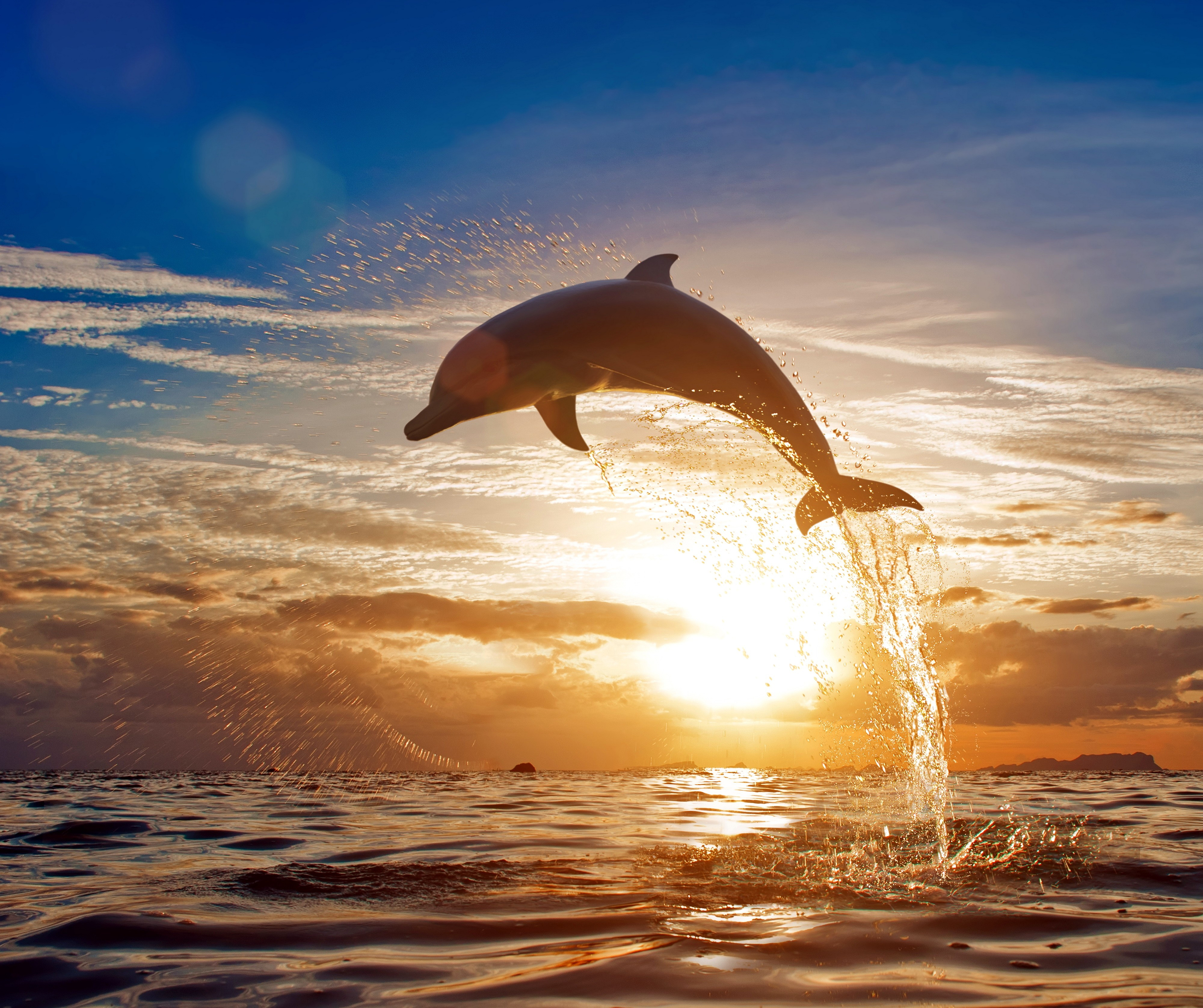 Download mobile wallpaper Sunset, Ocean, Animal, Dolphin for free.