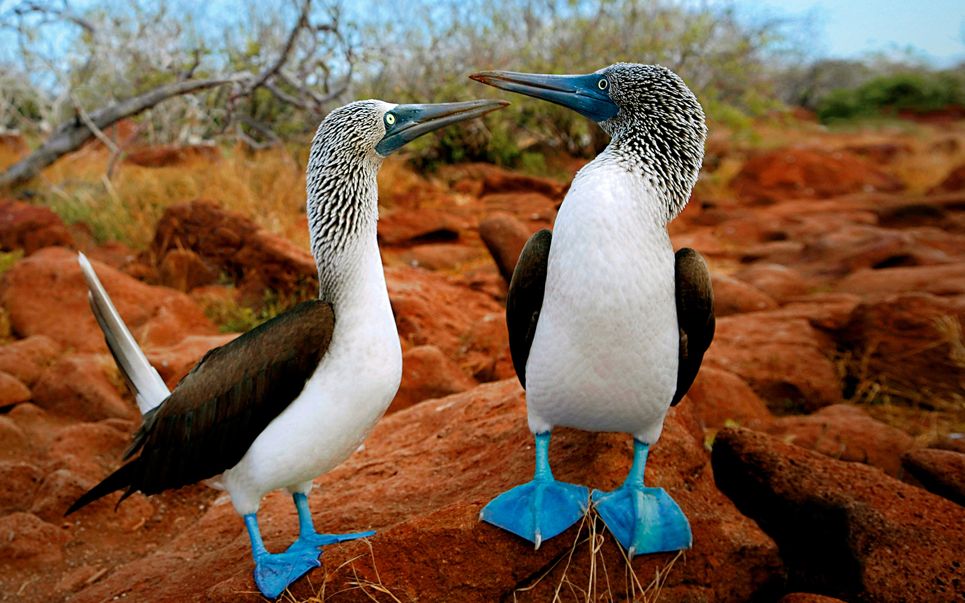 animal, blue footed booby, bird