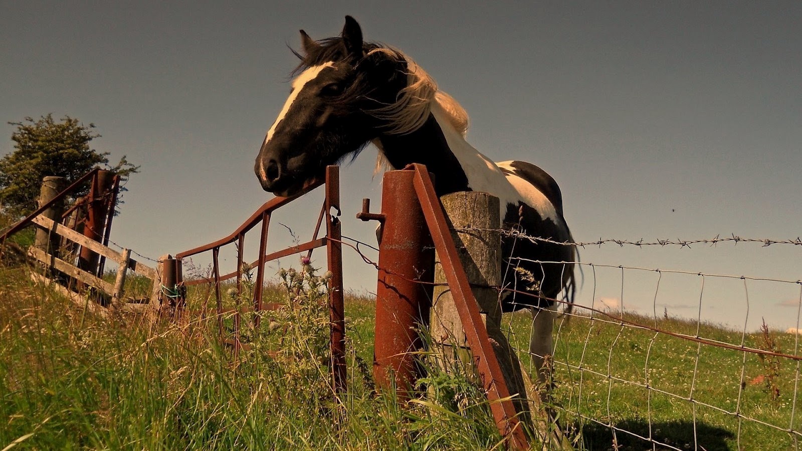 Handy-Wallpaper Tiere, Hauspferd kostenlos herunterladen.