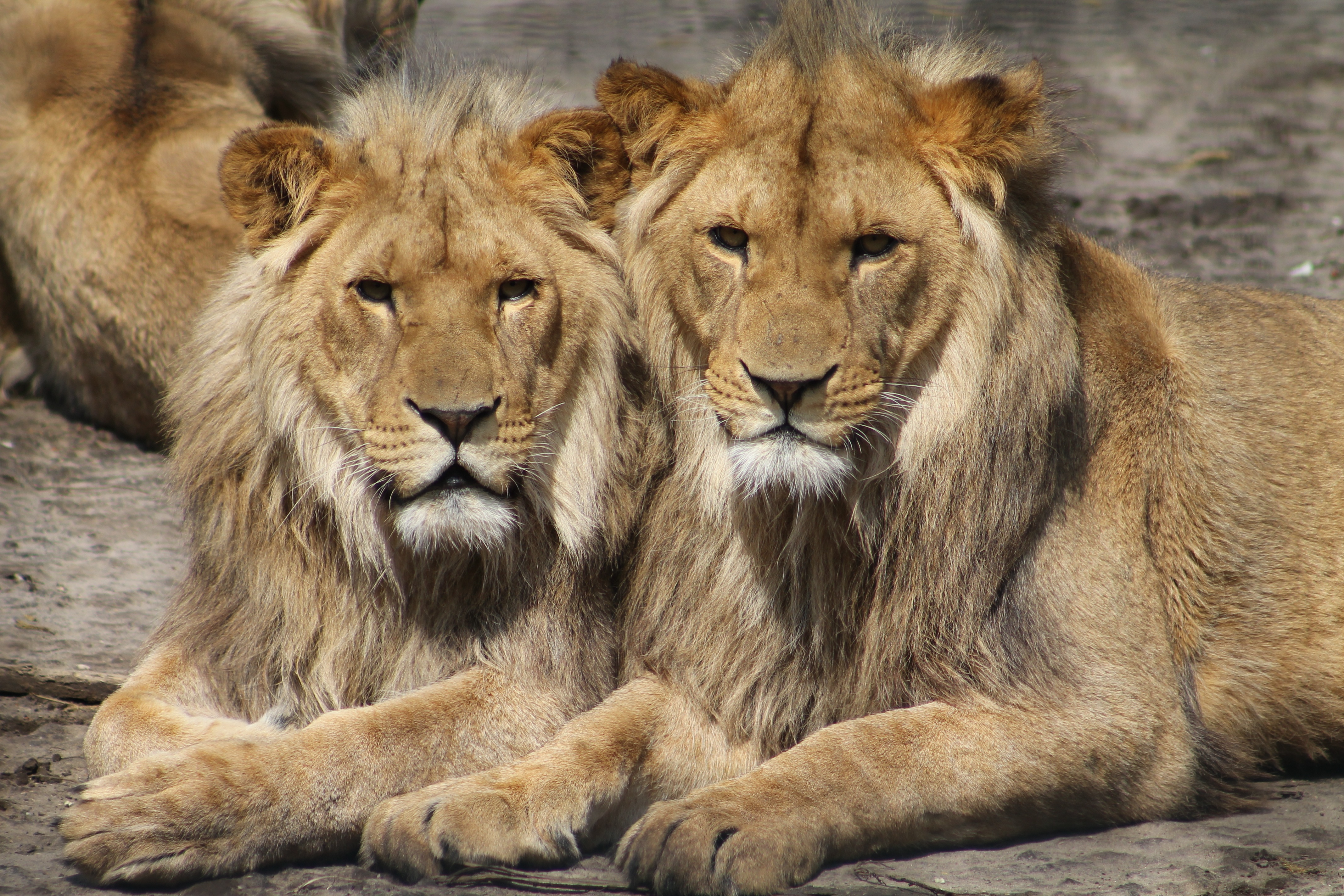 Free download wallpaper Predators, Animals, Couple, Pair, Lions on your PC desktop