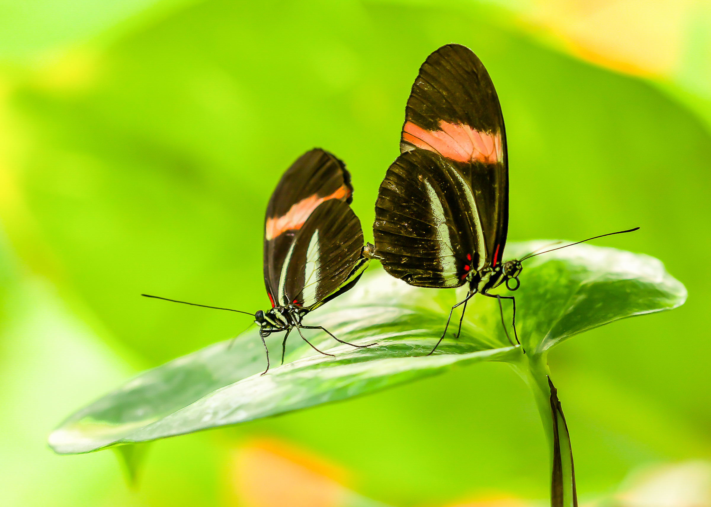 Descarga gratuita de fondo de pantalla para móvil de Animales, Hoja, Insecto, Mariposa.