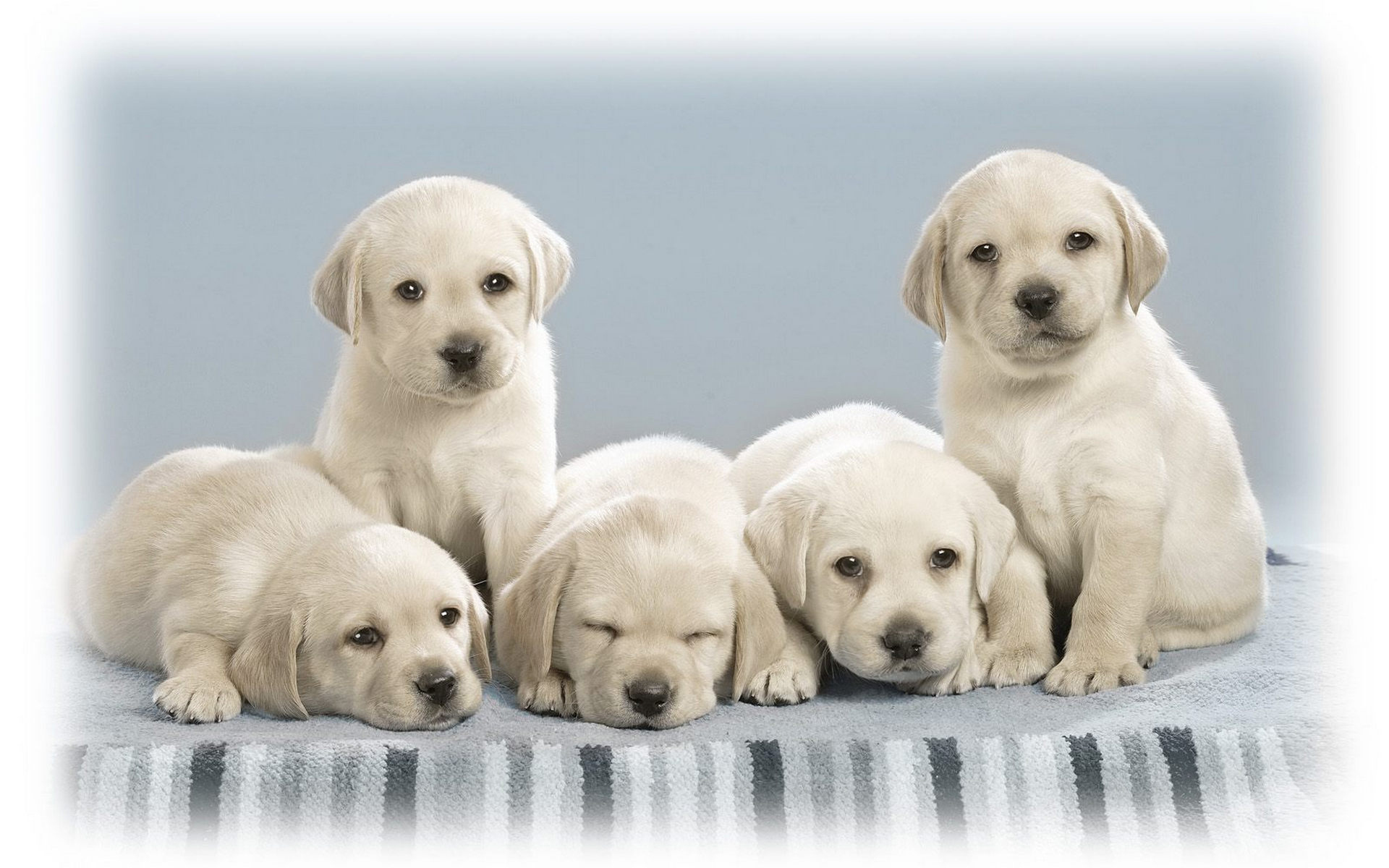 40627 descargar fondo de pantalla perros, animales: protectores de pantalla e imágenes gratis