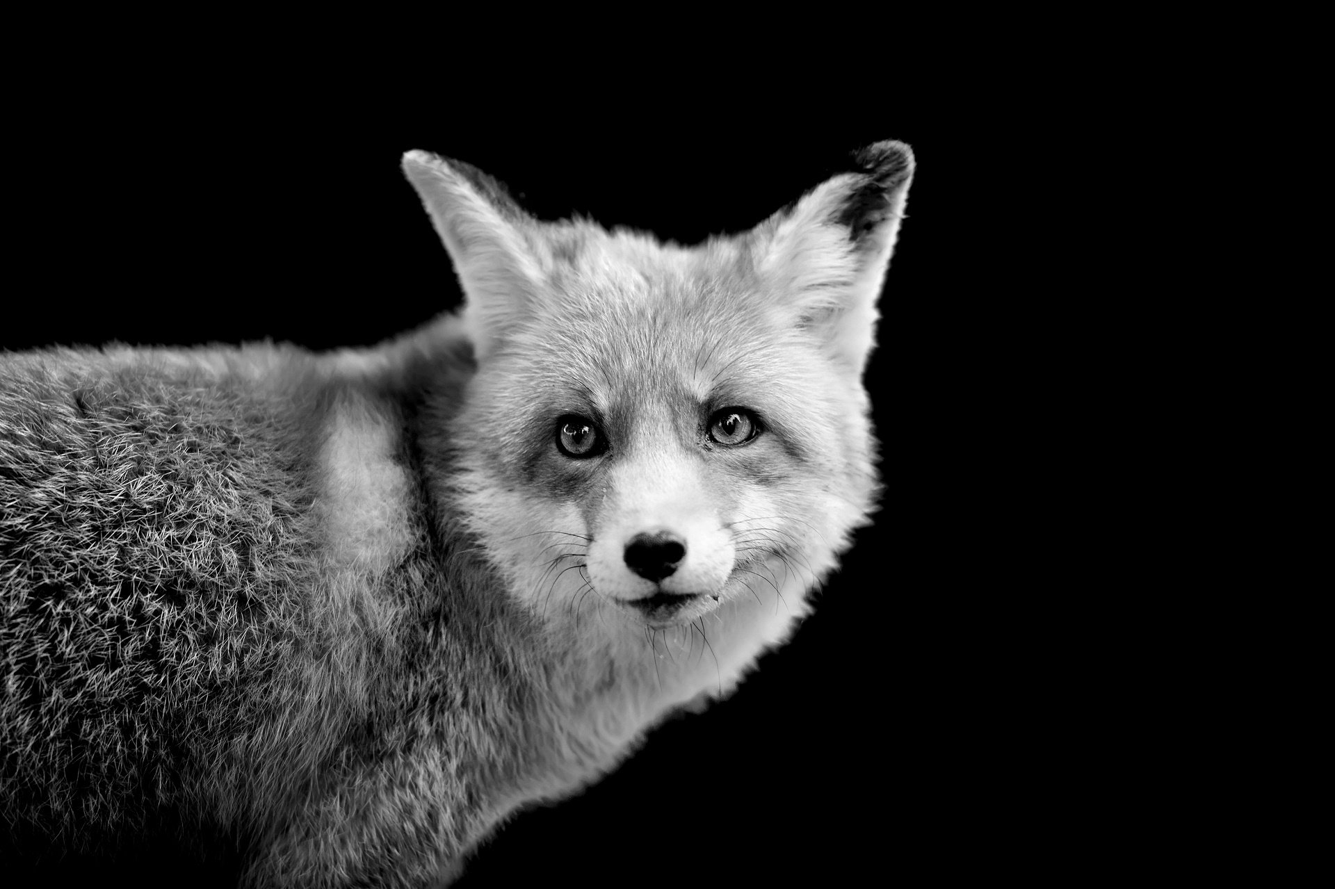Download mobile wallpaper Fox, Animal, Black & White for free.