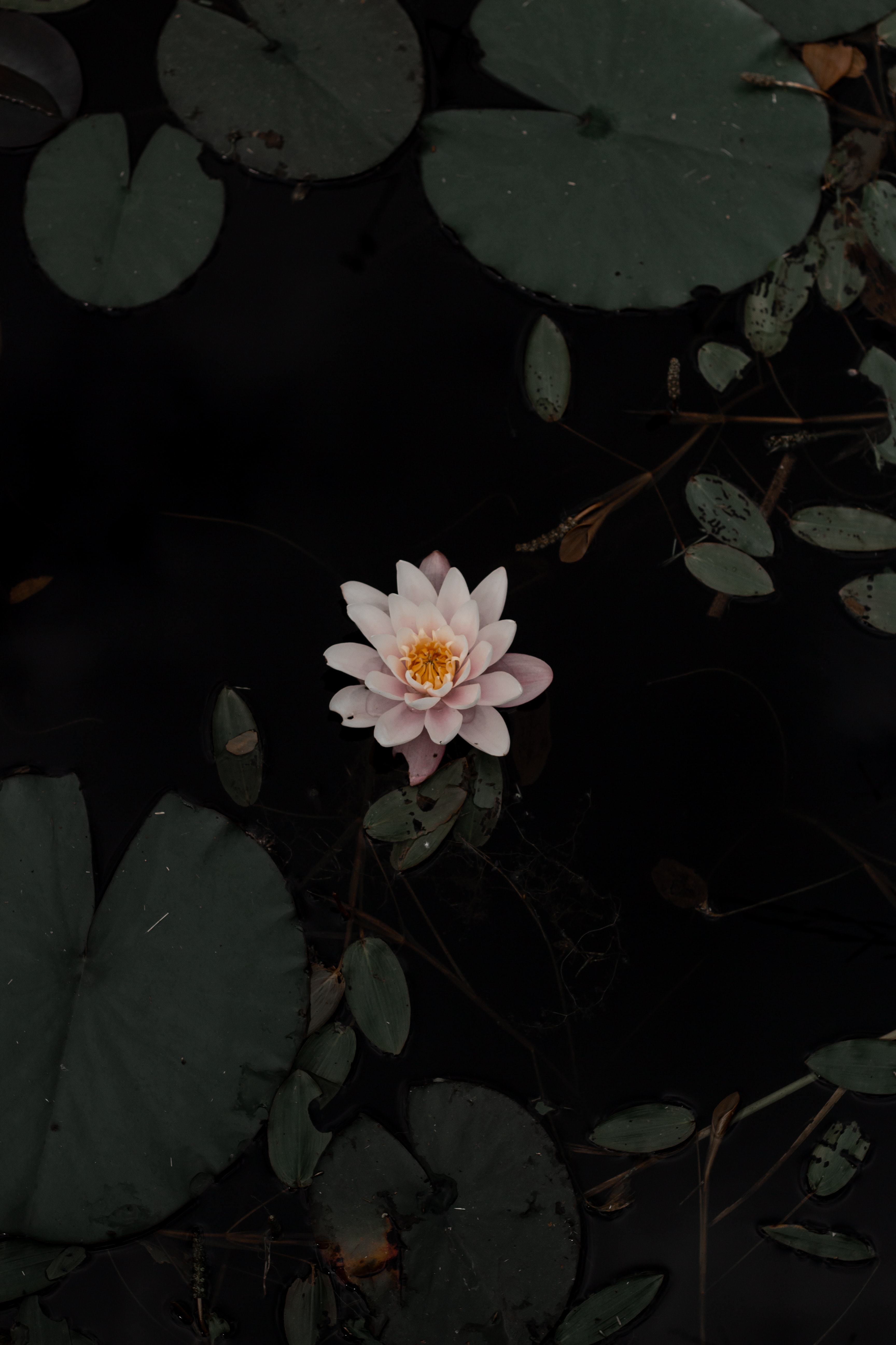 water lily, water, leaves, flowers, flower, basin