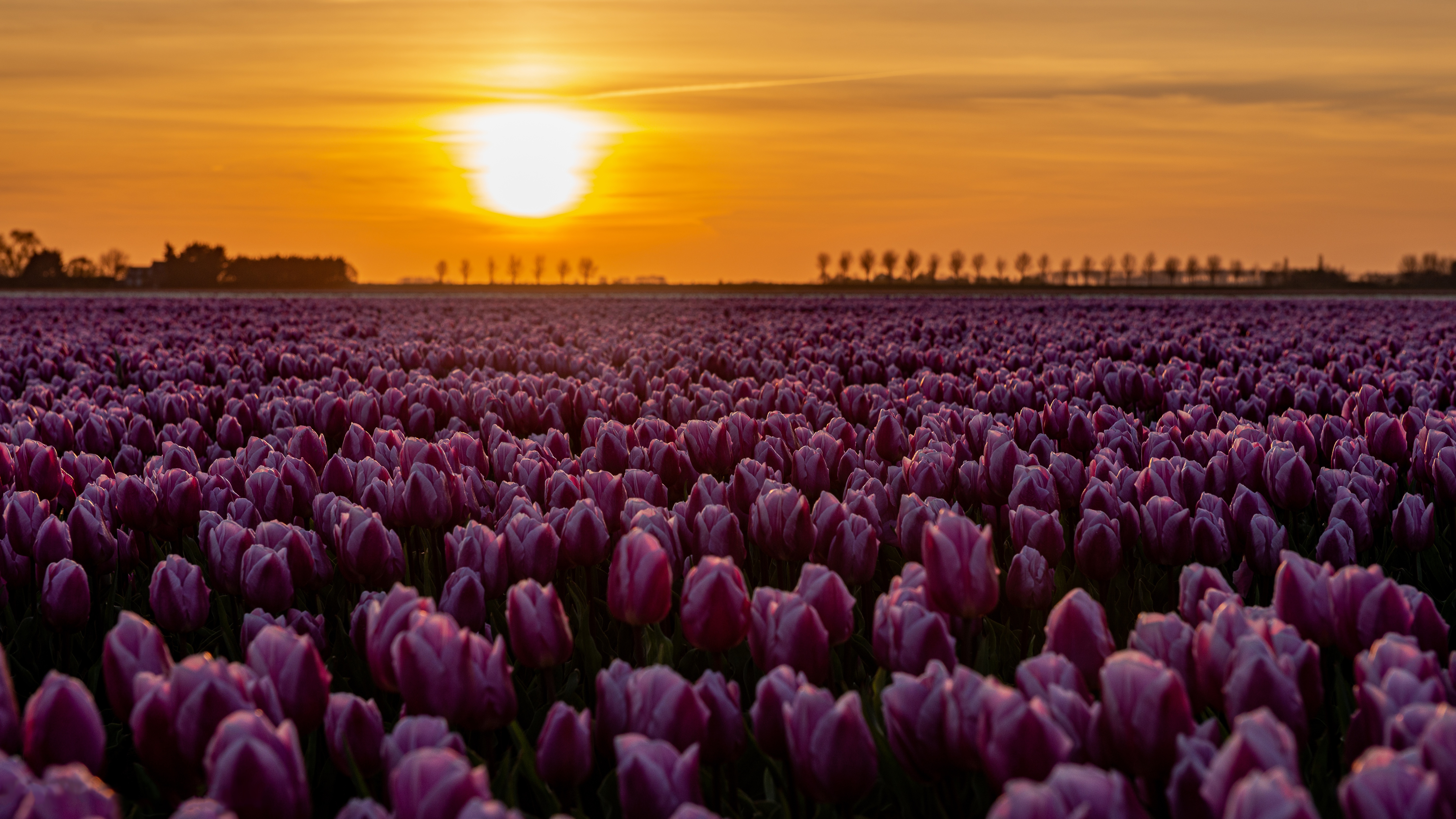 Free download wallpaper Flowers, Sunset, Earth, Tulip, Pink Flower on your PC desktop