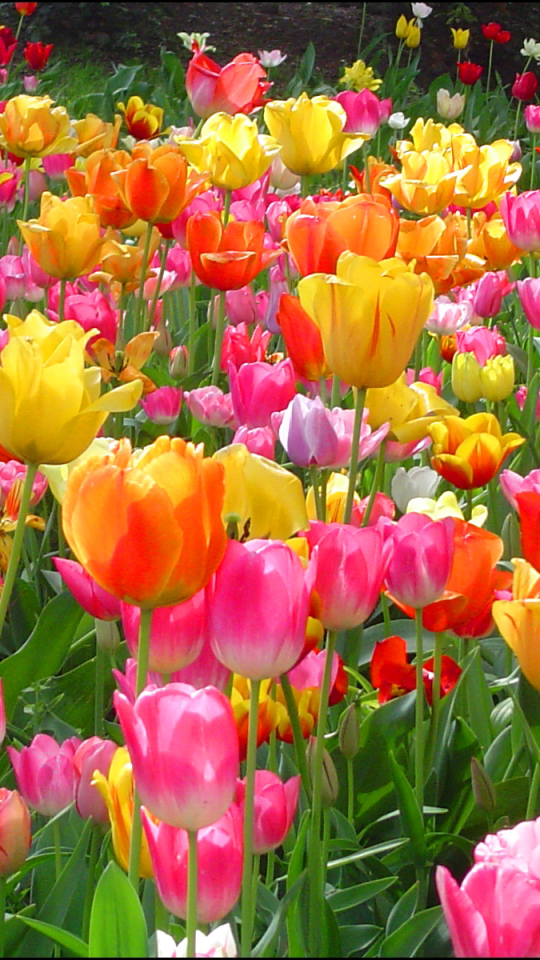 Descarga gratuita de fondo de pantalla para móvil de Naturaleza, Flores, Campo, Colores, Vistoso, Tulipán, Flor Amarilla, Flor Purpura, Flor Roja, Tierra/naturaleza.