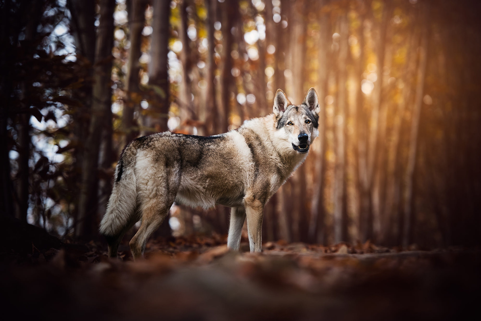 468125 Hintergrundbild herunterladen tiere, wolfshund, tschechoslowakischer wolfshund, hunde - Bildschirmschoner und Bilder kostenlos