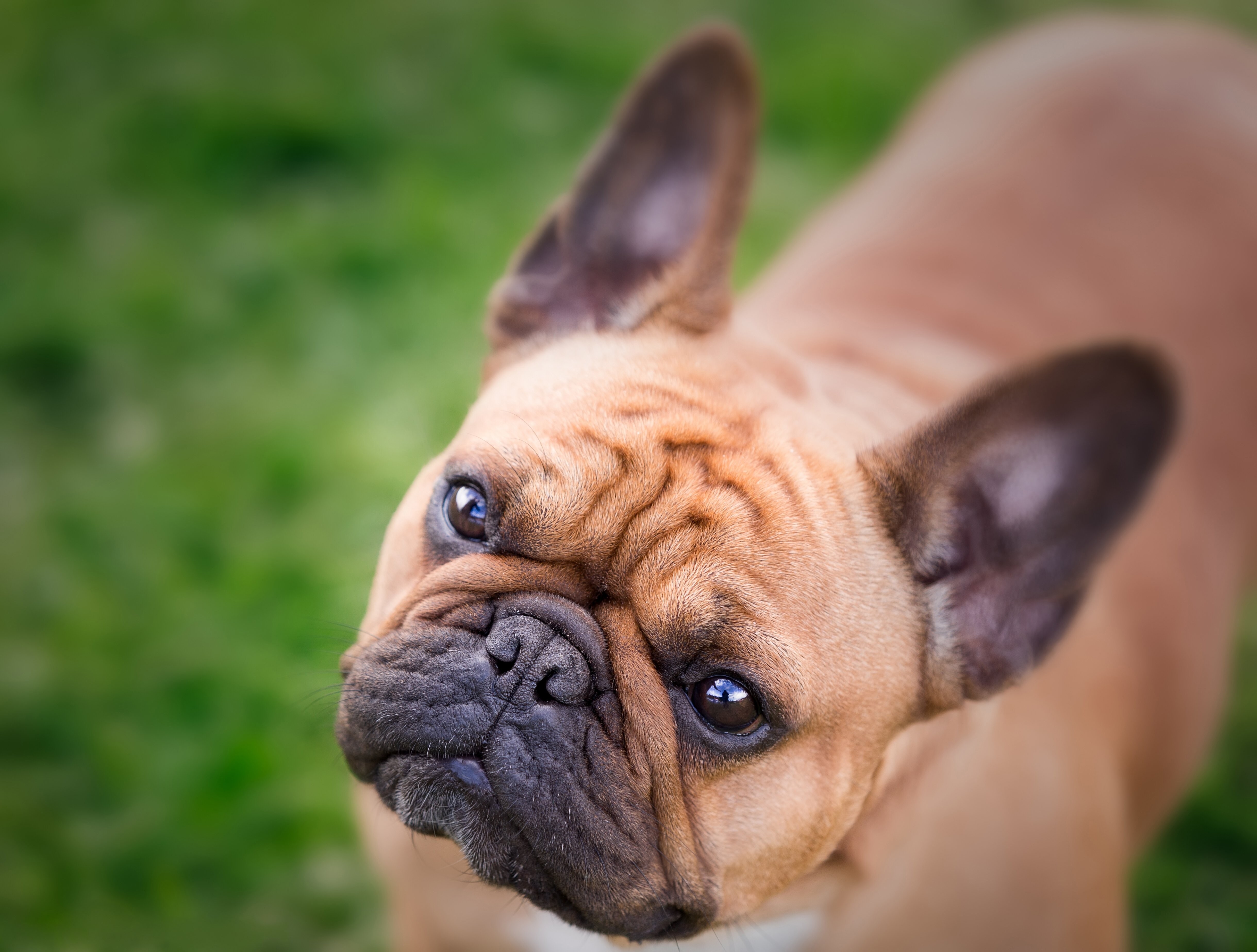 Handy-Wallpaper Tiere, Hunde, Hund, Französisch Bulldogge kostenlos herunterladen.