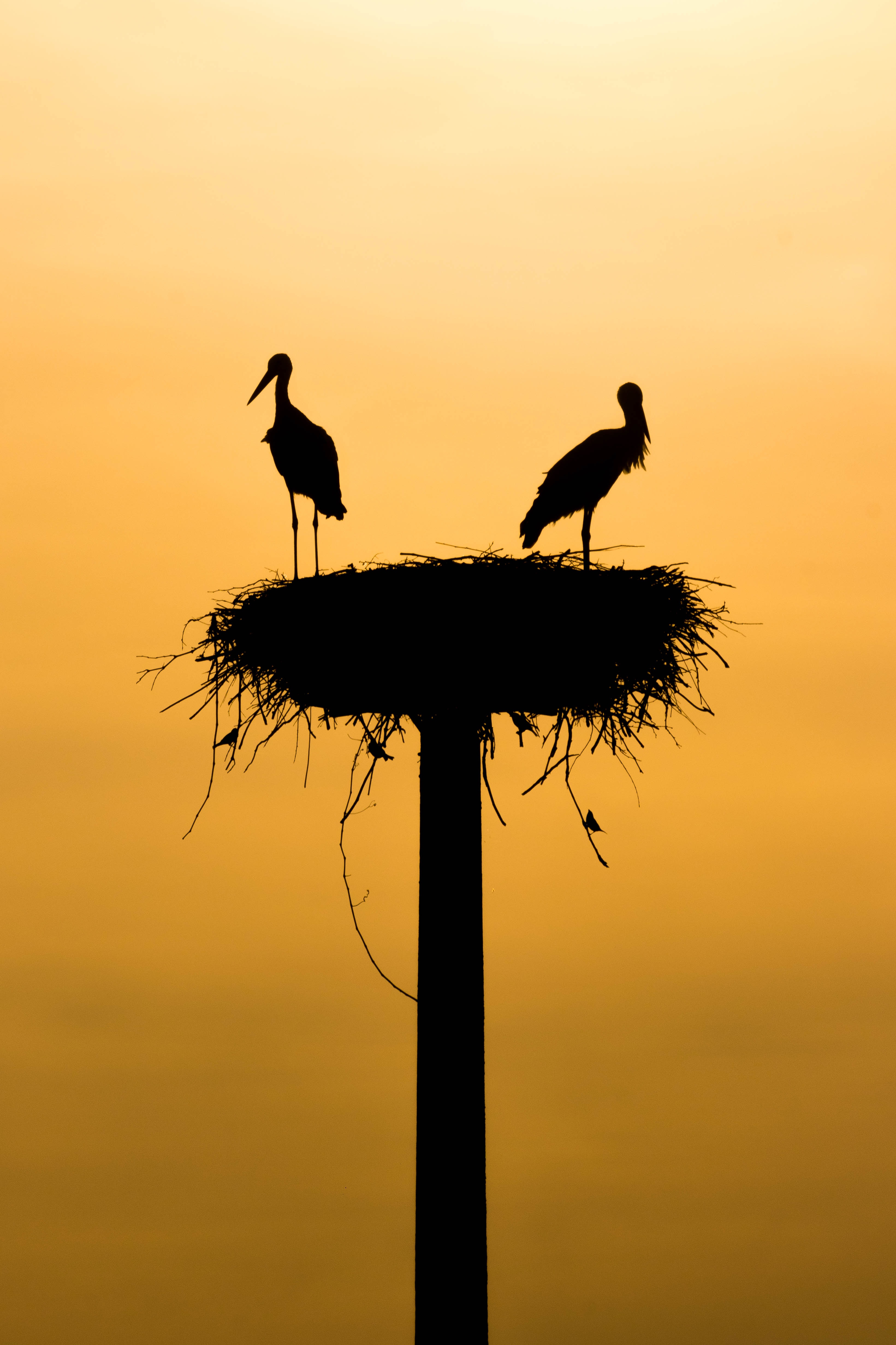 nest, animals, birds, storks, silhouettes