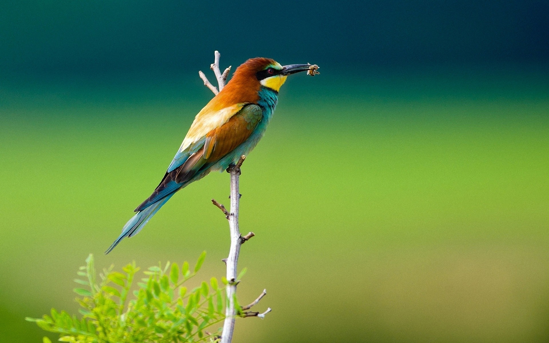 Free download wallpaper Bird, Birds, Animal on your PC desktop