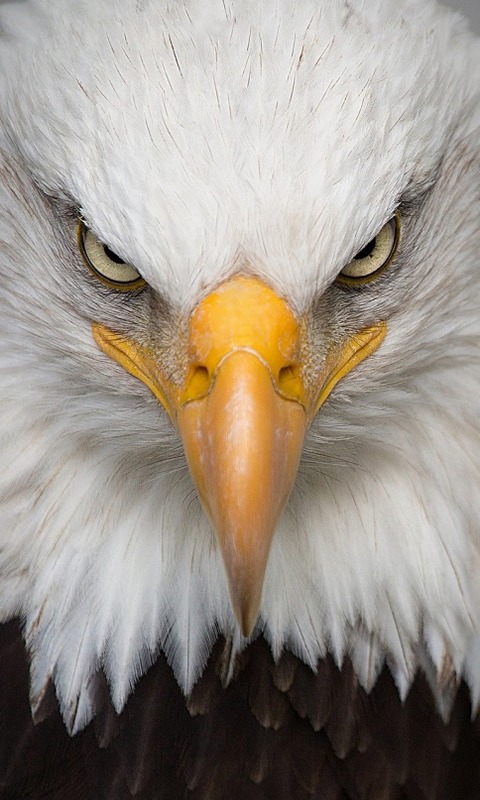 Download mobile wallpaper Birds, Bird, Close Up, Animal, Eagle, Bald Eagle for free.