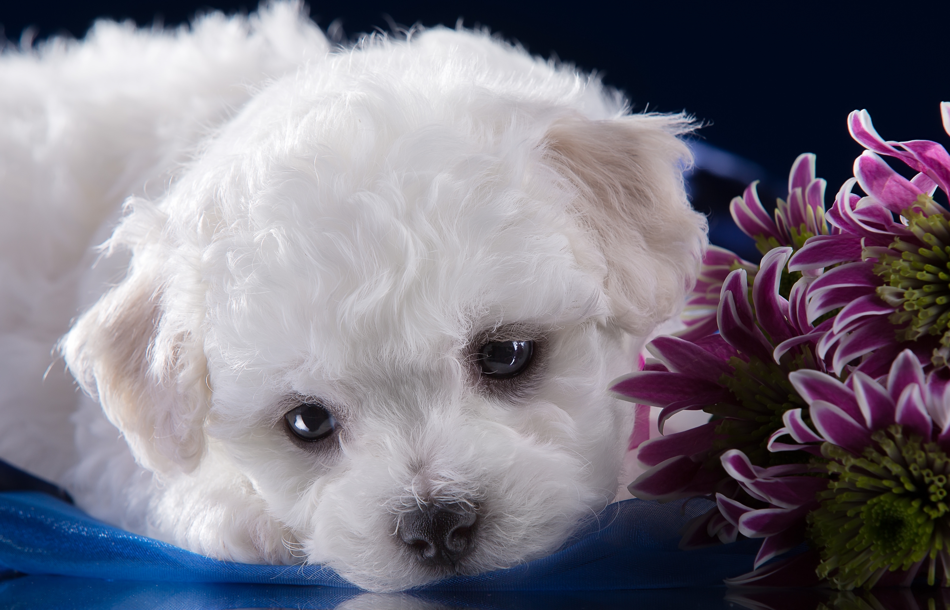 Download mobile wallpaper Dogs, Dog, Animal, Puppy for free.