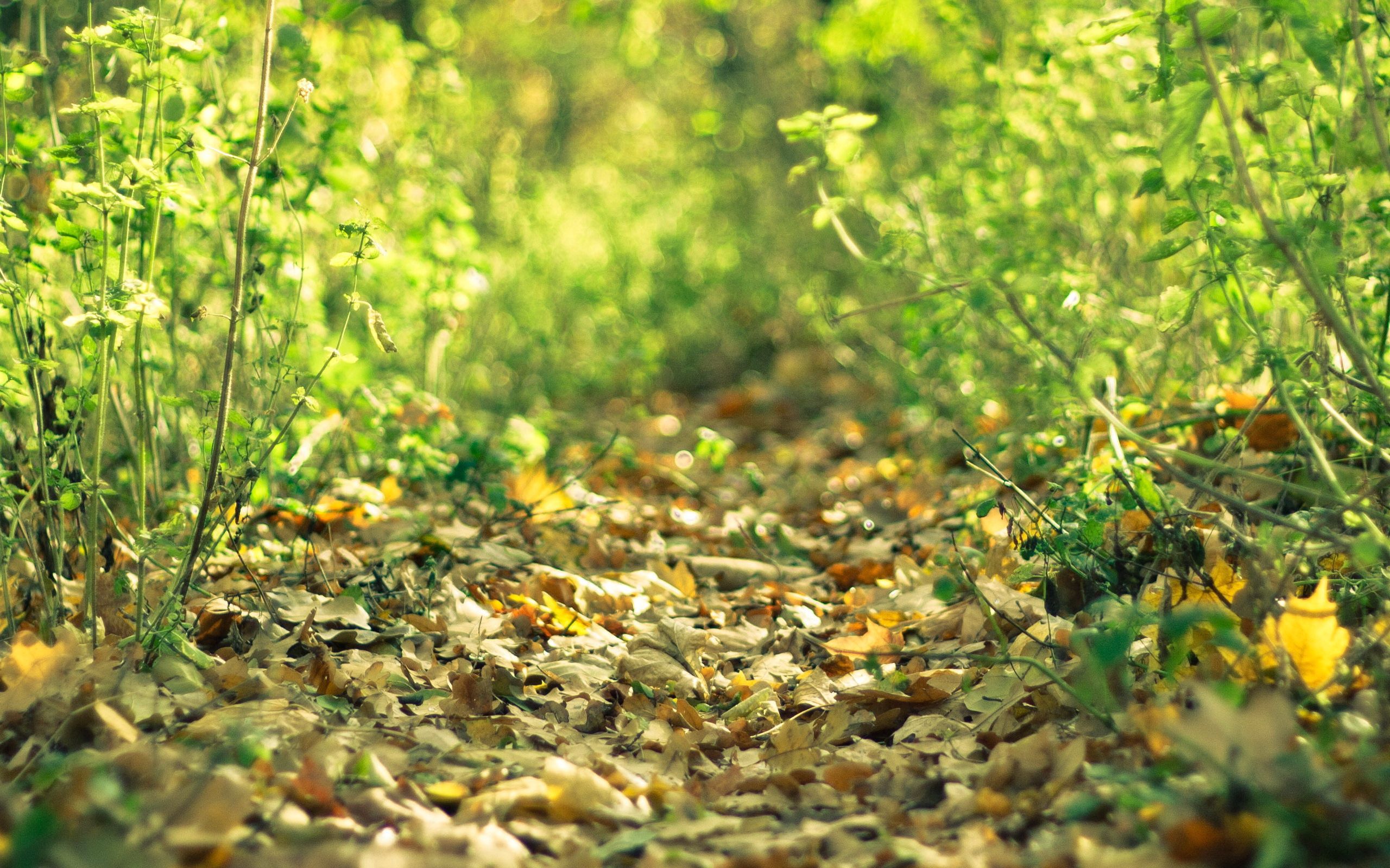 Download mobile wallpaper Nature, Grass, Fallen, Leaves for free.