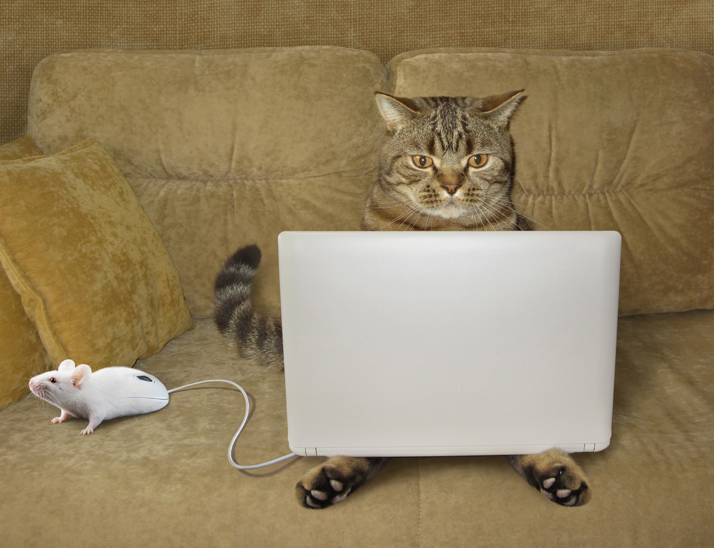 無料モバイル壁紙面白い, ネコ, 猫, コンピューター, ユーモア, ねずみをダウンロードします。