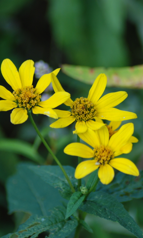 Descarga gratuita de fondo de pantalla para móvil de Flores, Flor, De Cerca, Tierra/naturaleza.