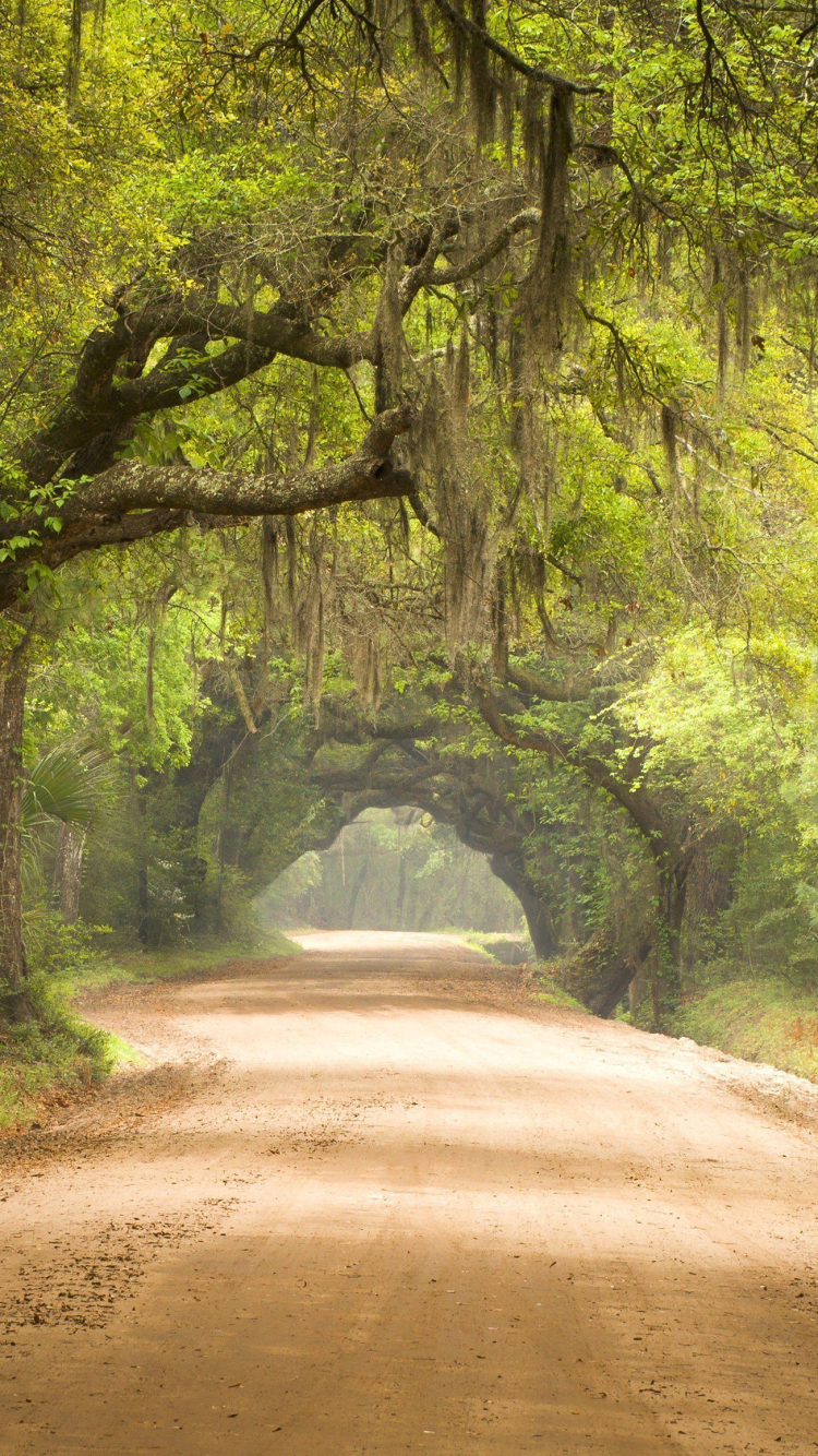 Download mobile wallpaper Road, Tree, Canopy, Man Made, Dirt Road for free.