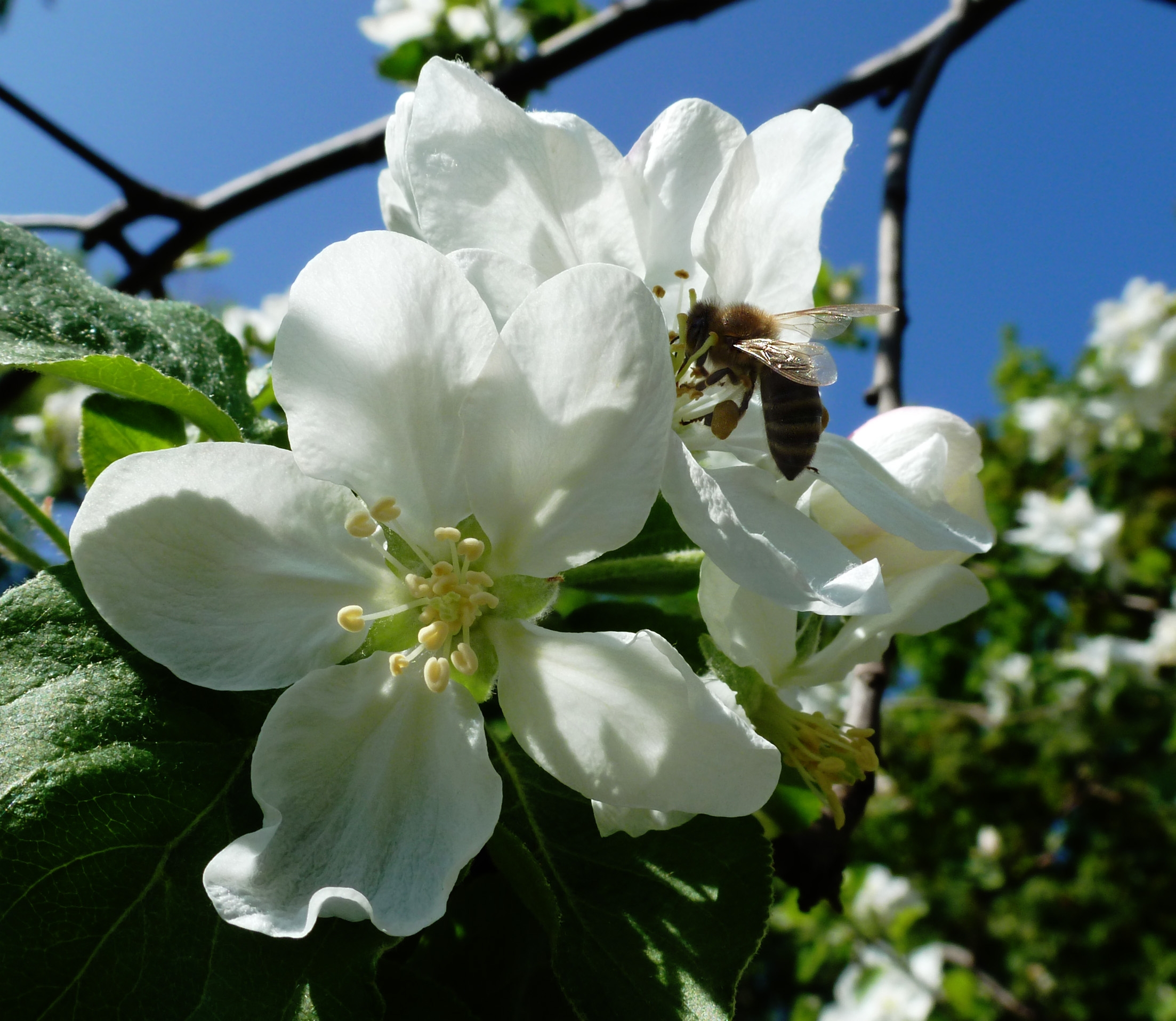 94582 descargar fondo de pantalla flores, macro, abeja, árbol de manzana, manzano, jarkov, mayo: protectores de pantalla e imágenes gratis