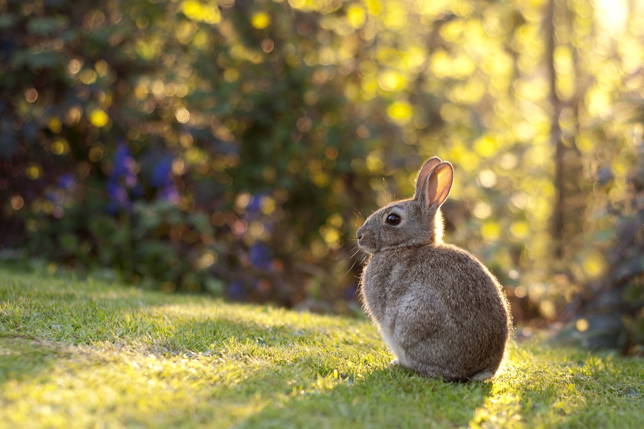 97271 скачать обои кролик, заяц, животные, трава, солнечный свет - заставки и картинки бесплатно