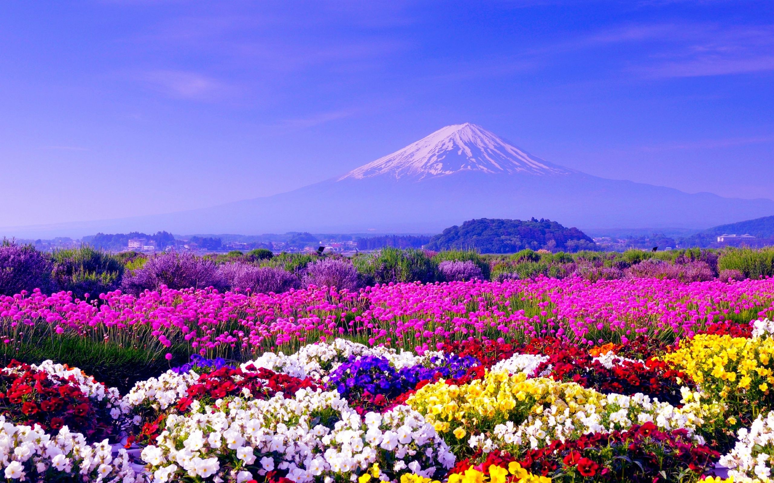376506壁紙のダウンロード日本, 富士山, 地球, カラフル, 花, 風景, 火山-スクリーンセーバーと写真を無料で