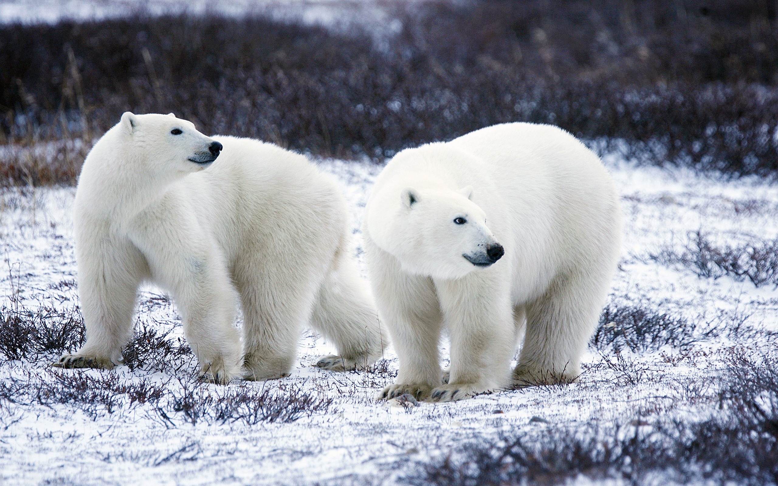 288325 скачать обои животные, полярный медведь, млекопитающее, снег, медведи - заставки и картинки бесплатно