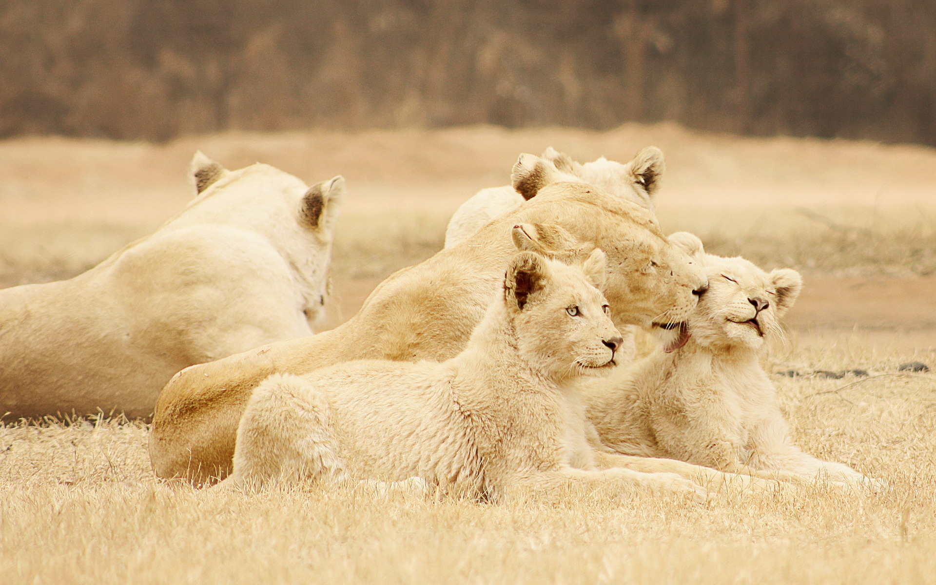 Téléchargez des papiers peints mobile Lion, Chats, Animaux gratuitement.