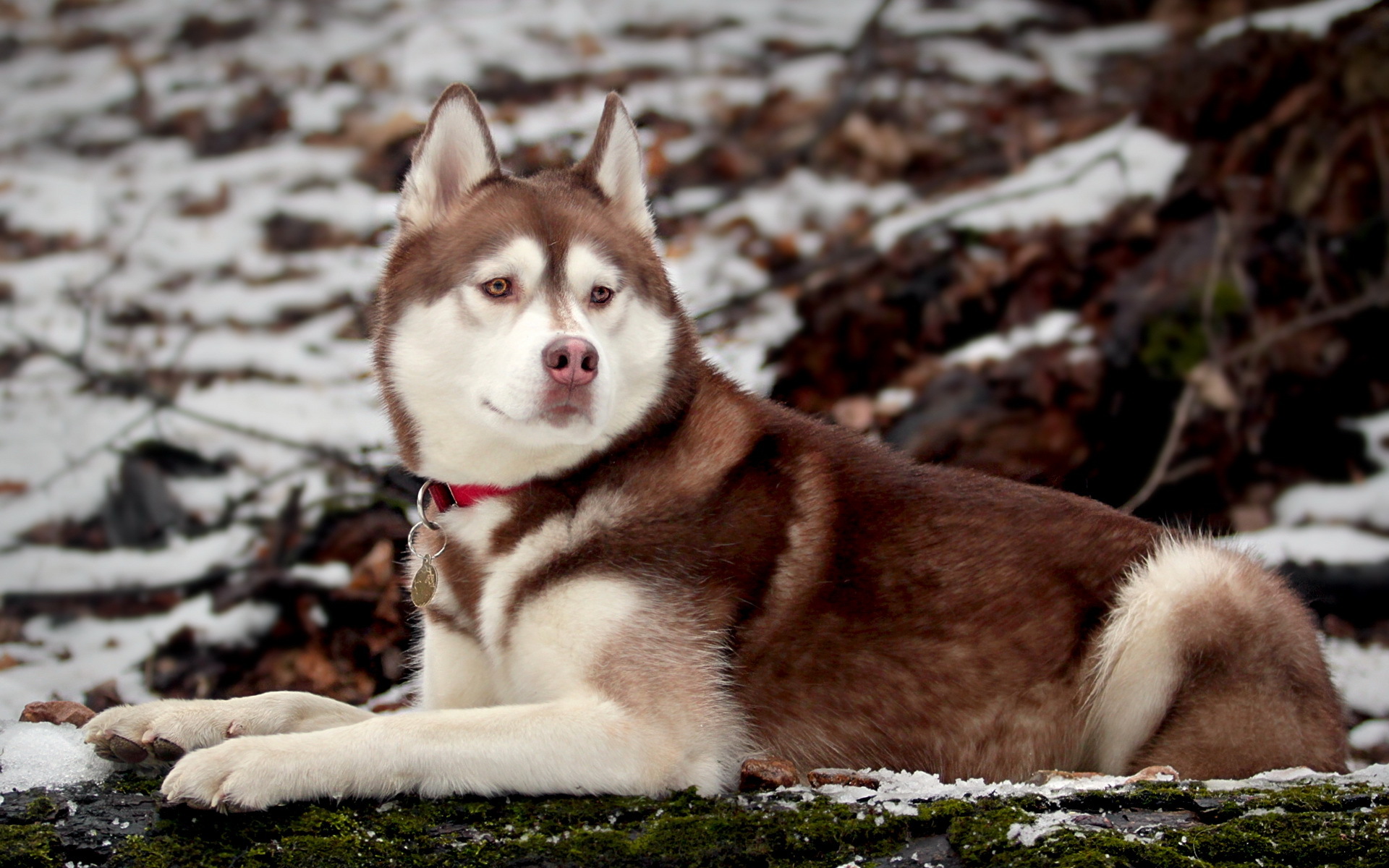 Free download wallpaper Dogs, Animal, Husky on your PC desktop