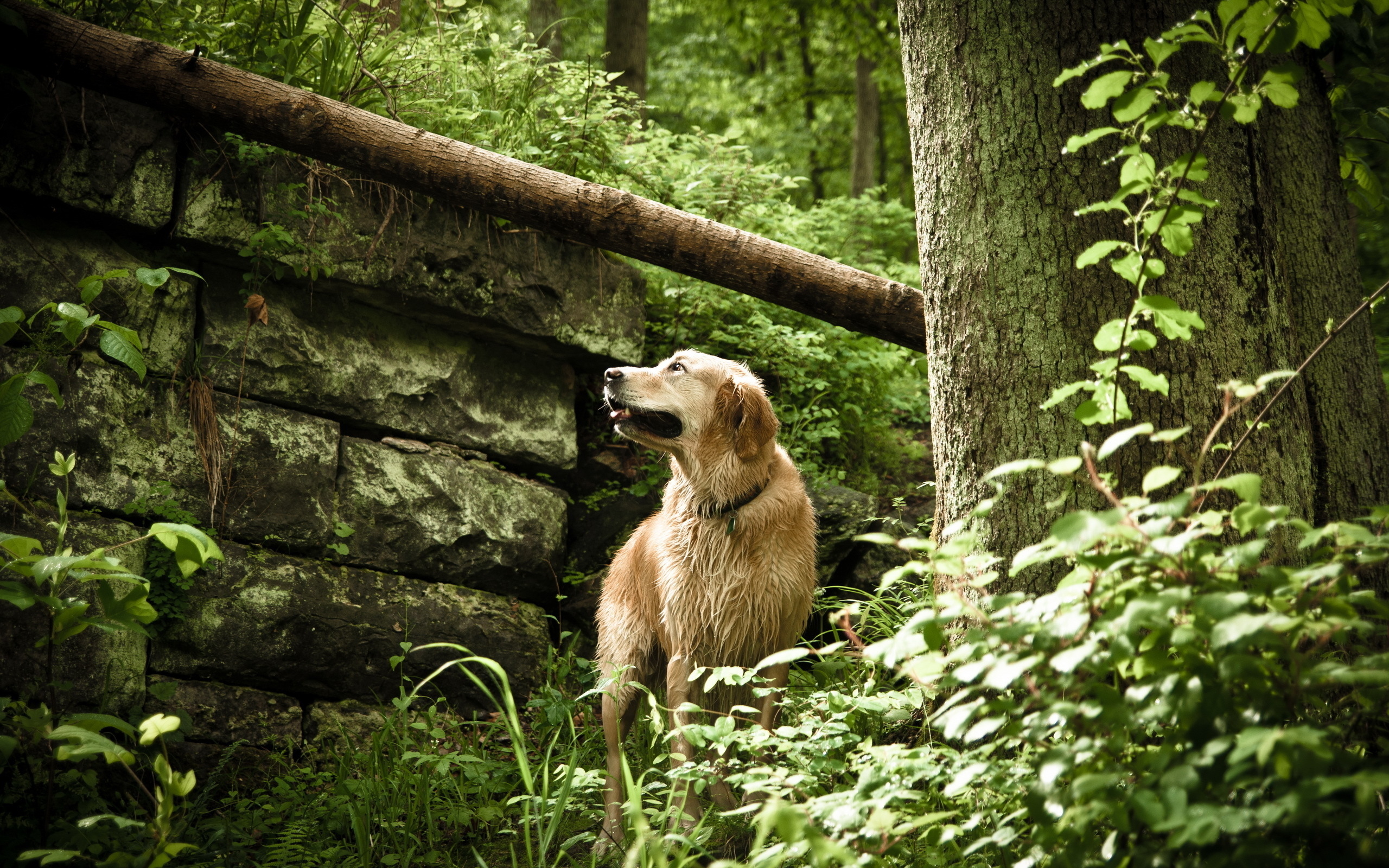 Laden Sie das Hunde, Hund, Tiere-Bild kostenlos auf Ihren PC-Desktop herunter