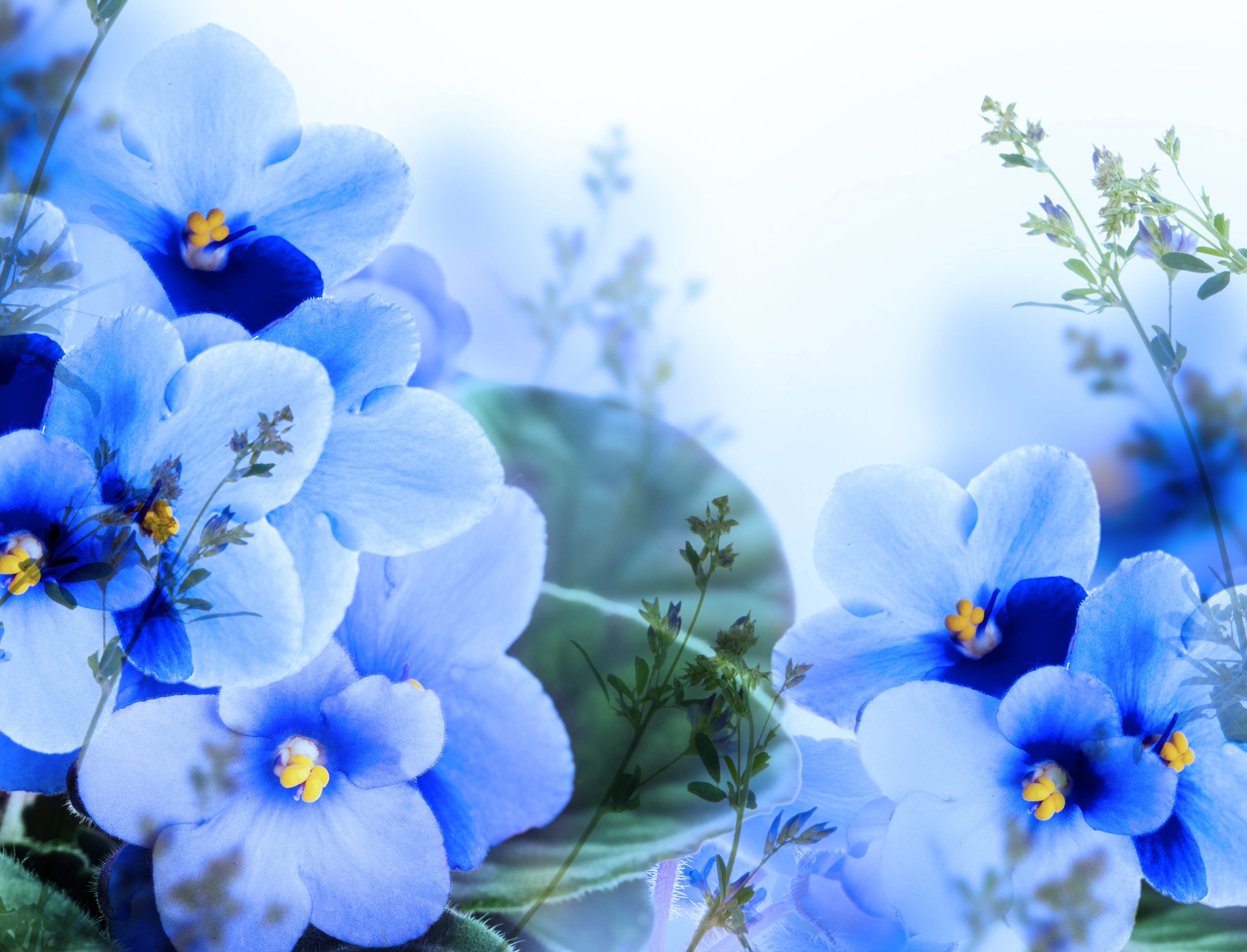 Free download wallpaper Flowers, Flower, Earth on your PC desktop