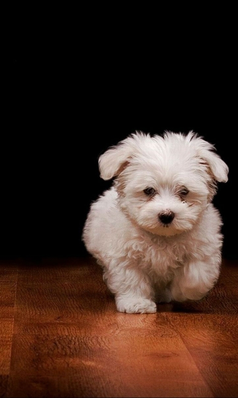 Download mobile wallpaper Dogs, Dog, Animal, Puppy, Maltese for free.