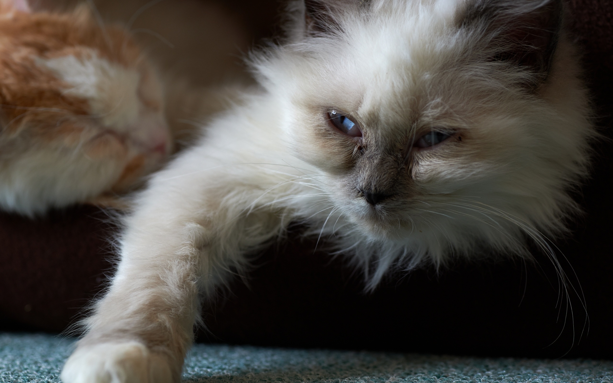 280517 Protetores de tela e papéis de parede Gatos em seu telefone. Baixe  fotos gratuitamente