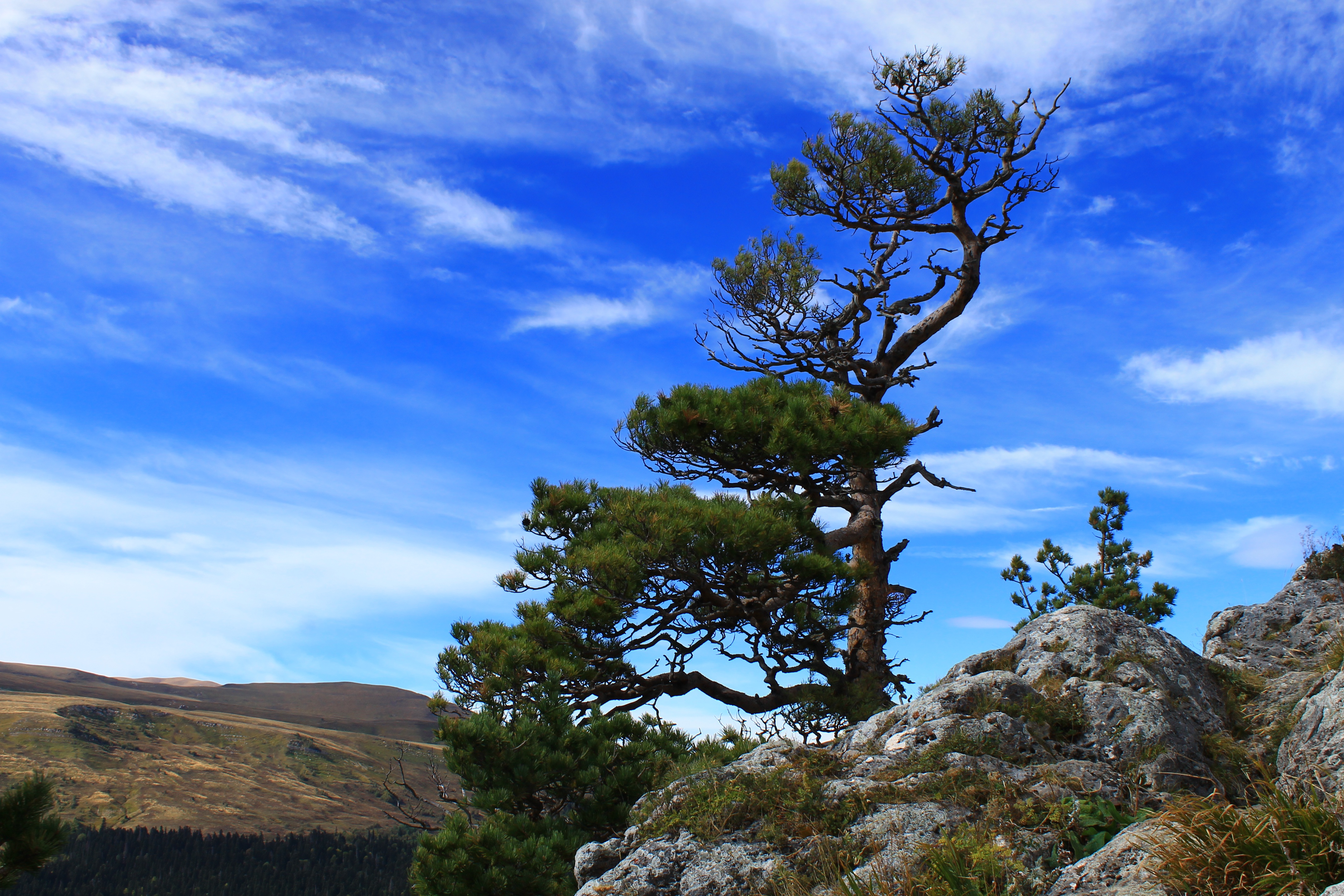 Download mobile wallpaper Trees, Sky, Pine, Earth, Pine Tree for free.