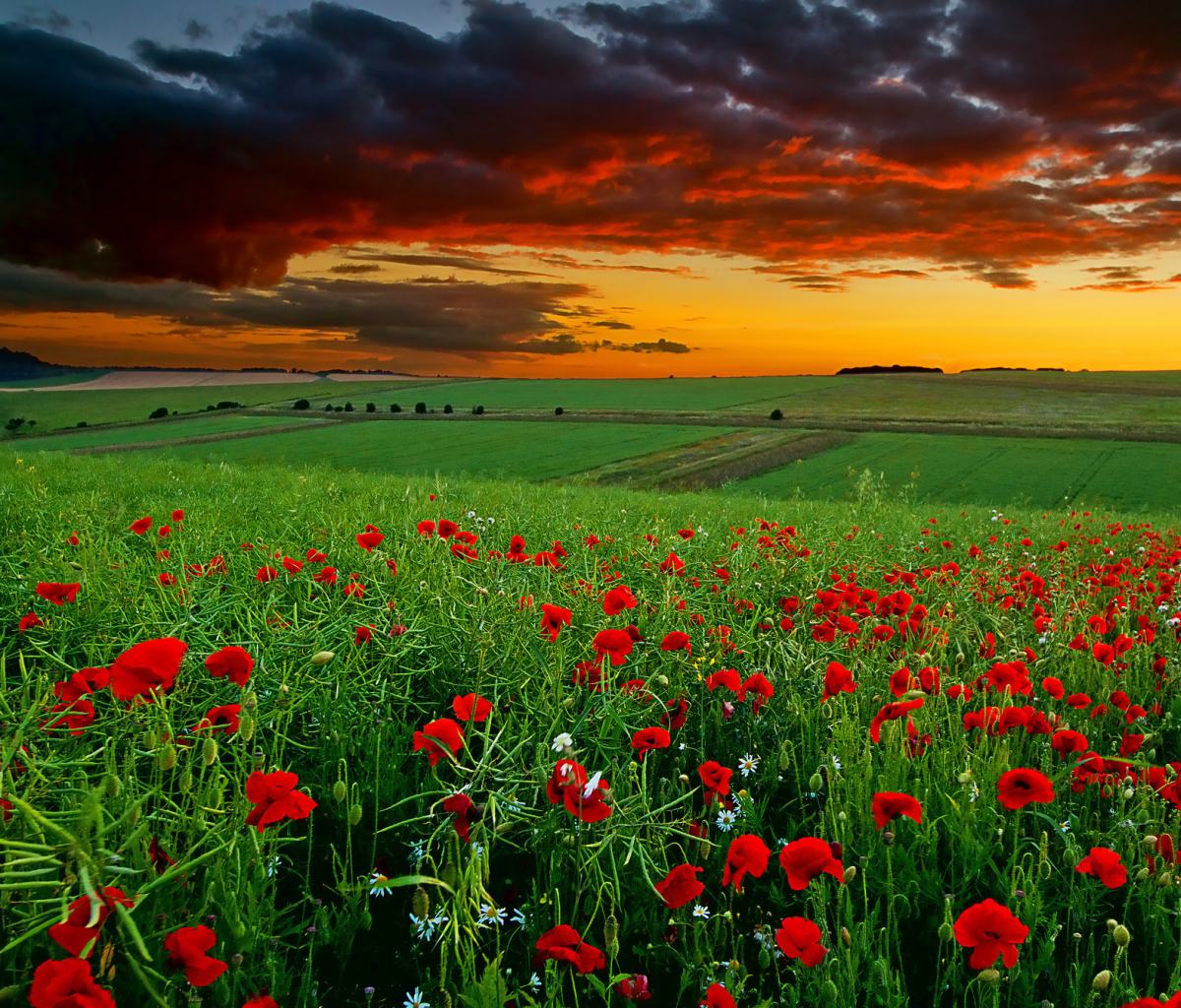Free download wallpaper Sunset, Flower, Earth, Scenic on your PC desktop