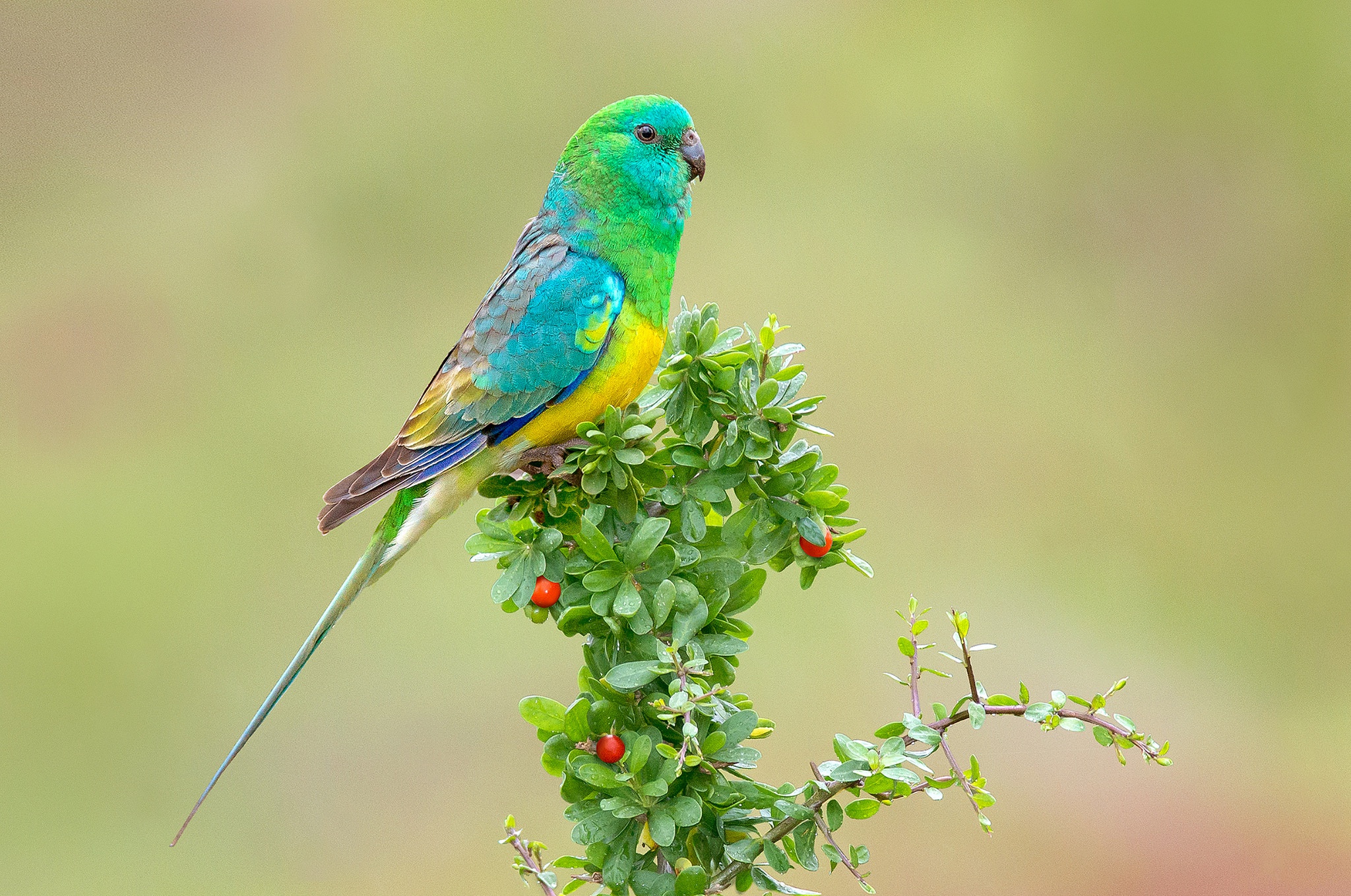 Download mobile wallpaper Birds, Plant, Bird, Animal, Parrot for free.