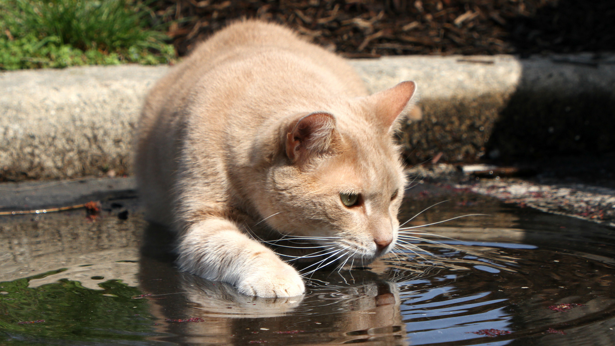 Baixar papel de parede para celular de Animais, Gatos, Água, Gato gratuito.