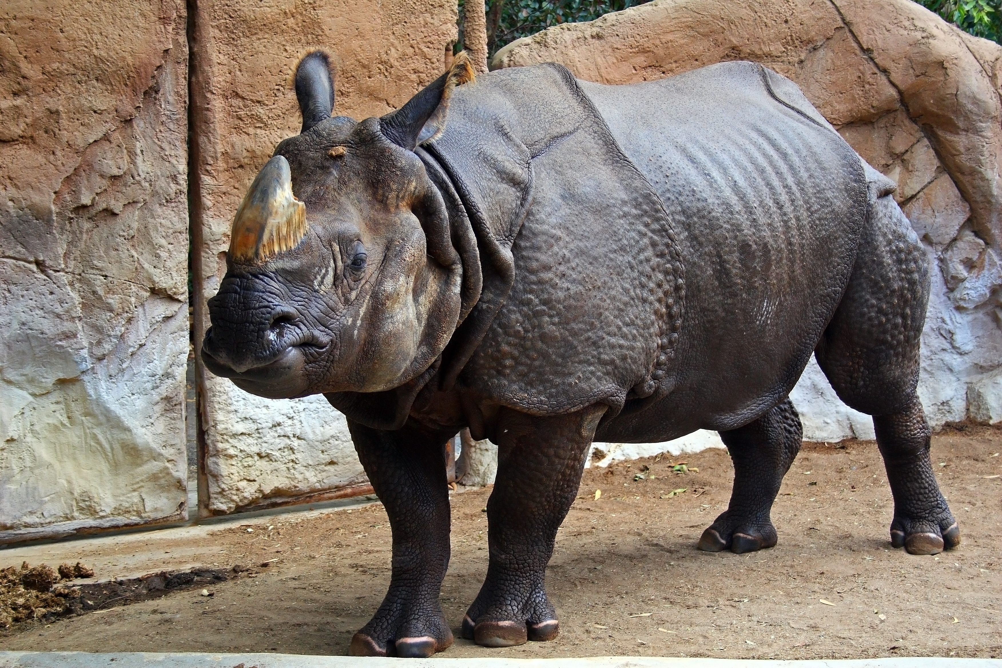 Download mobile wallpaper Rhinoceros, Rhino, Animal for free.