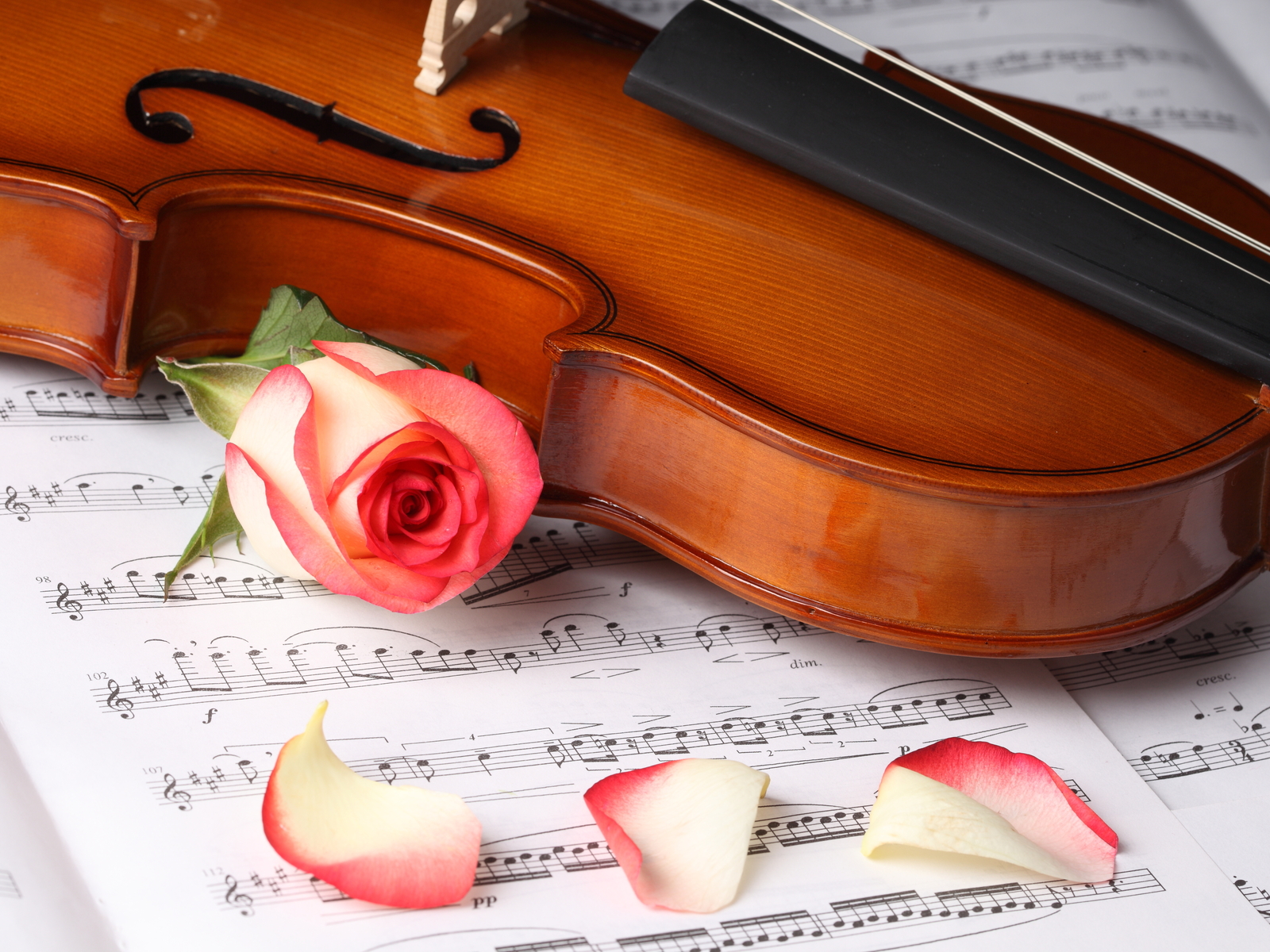 Laden Sie das Musik, Violine-Bild kostenlos auf Ihren PC-Desktop herunter