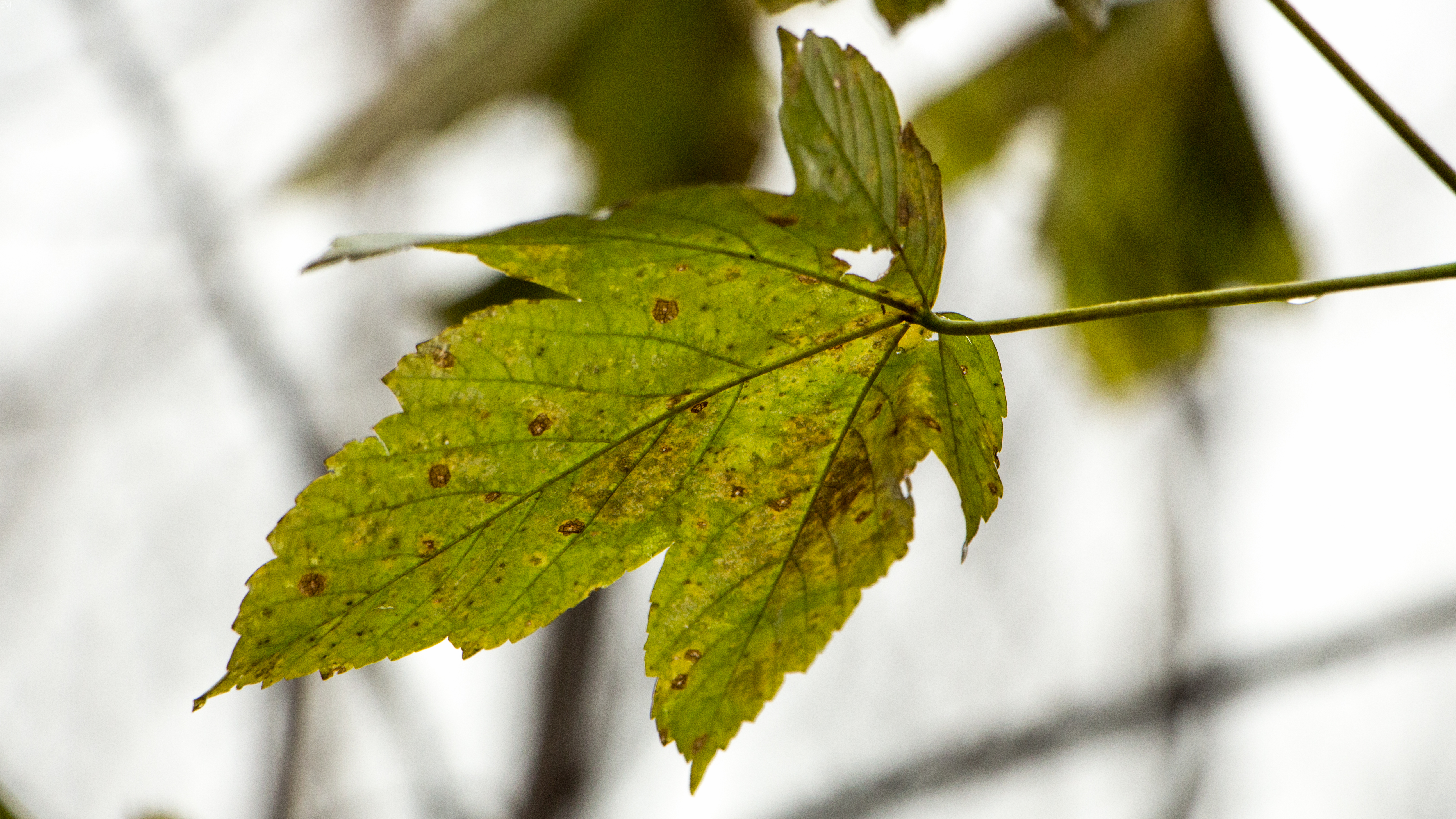 Free download wallpaper Nature, Leaf, Earth on your PC desktop