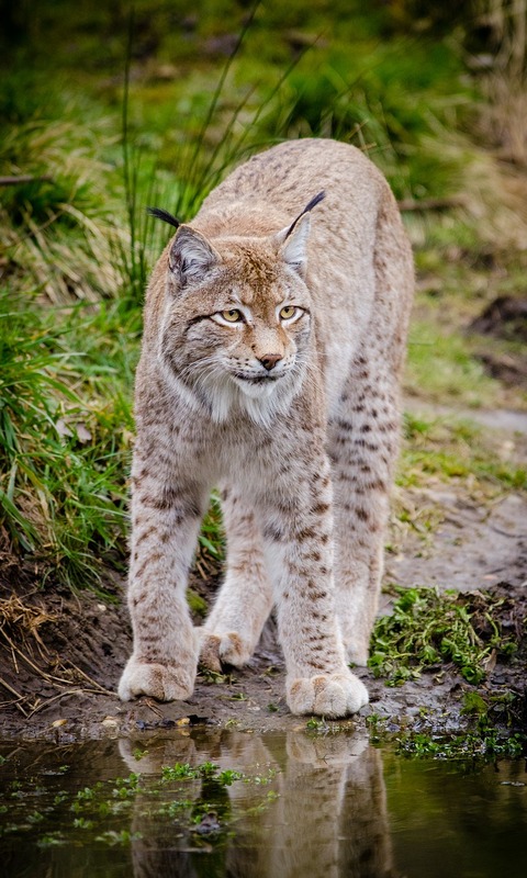 Handy-Wallpaper Tiere, Katzen, Luchs kostenlos herunterladen.