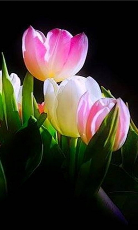 Download mobile wallpaper Flowers, Earth, Tulip for free.