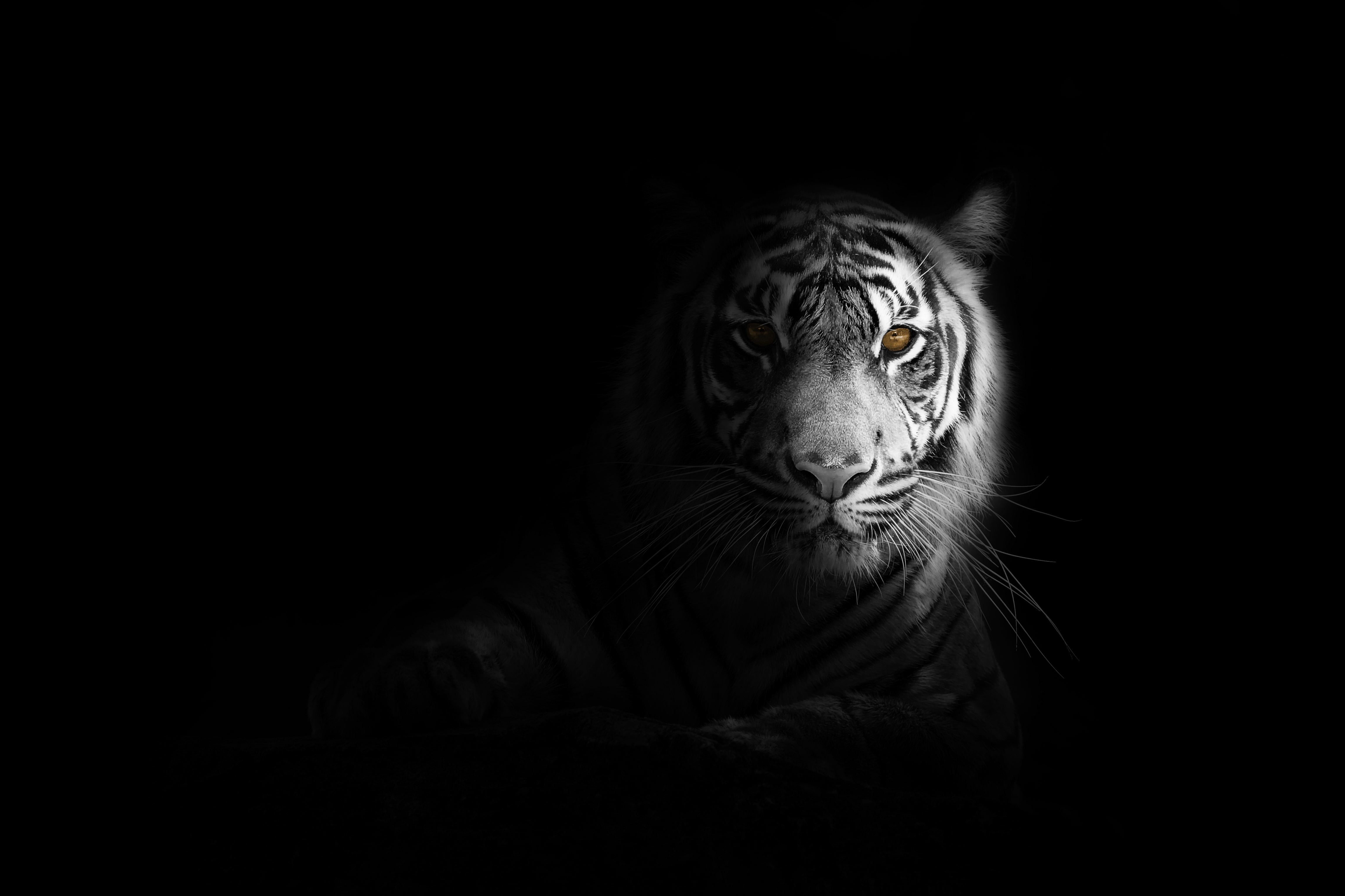 62198 Bild herunterladen meinung, raubtier, tiere, schatten, predator, große katze, big cat, sicht, tiger, schwarz und weiß, schwarz weiß - Hintergrundbilder und Bildschirmschoner kostenlos