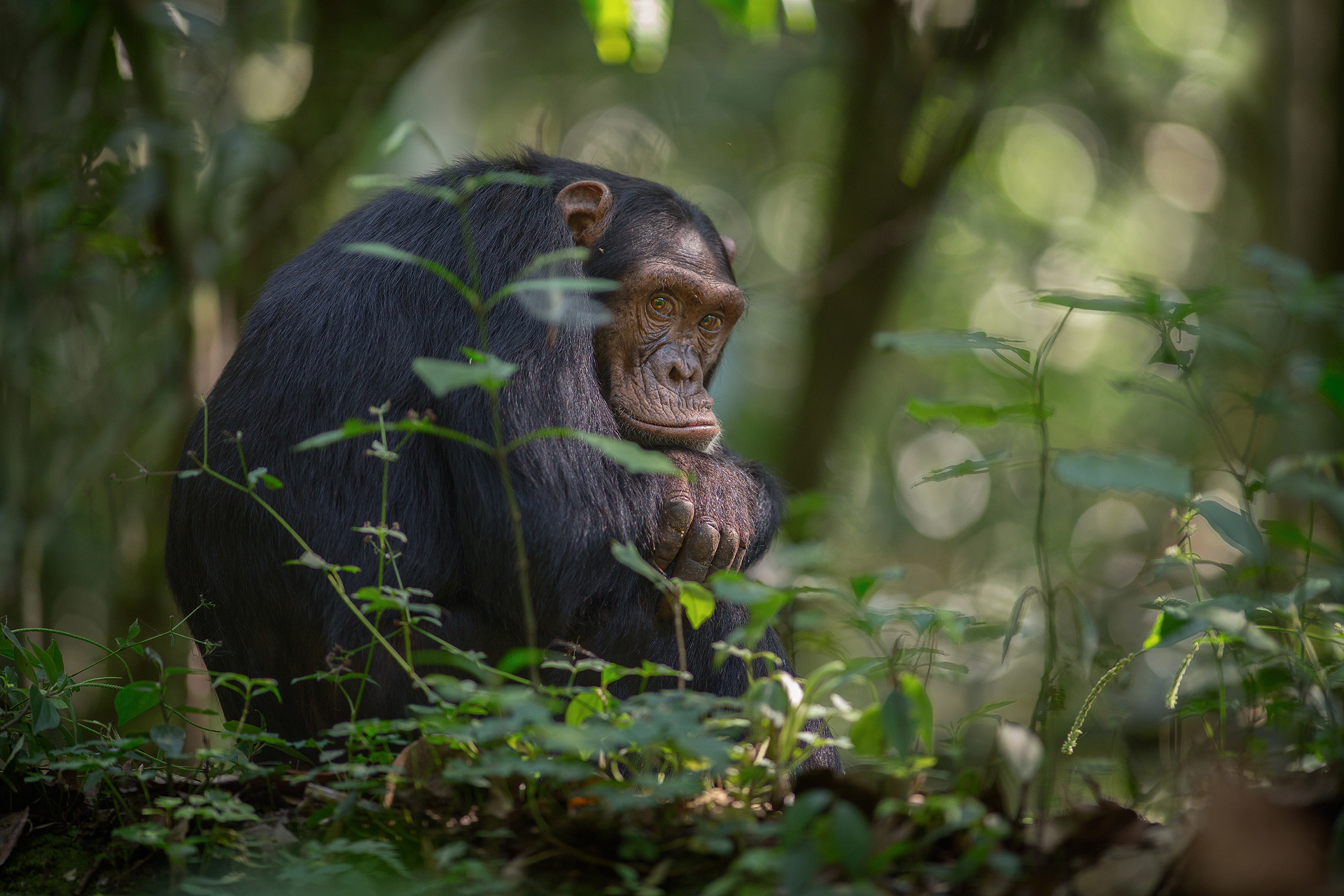 Descarga gratuita de fondo de pantalla para móvil de Chimpancé, Monos, Animales.