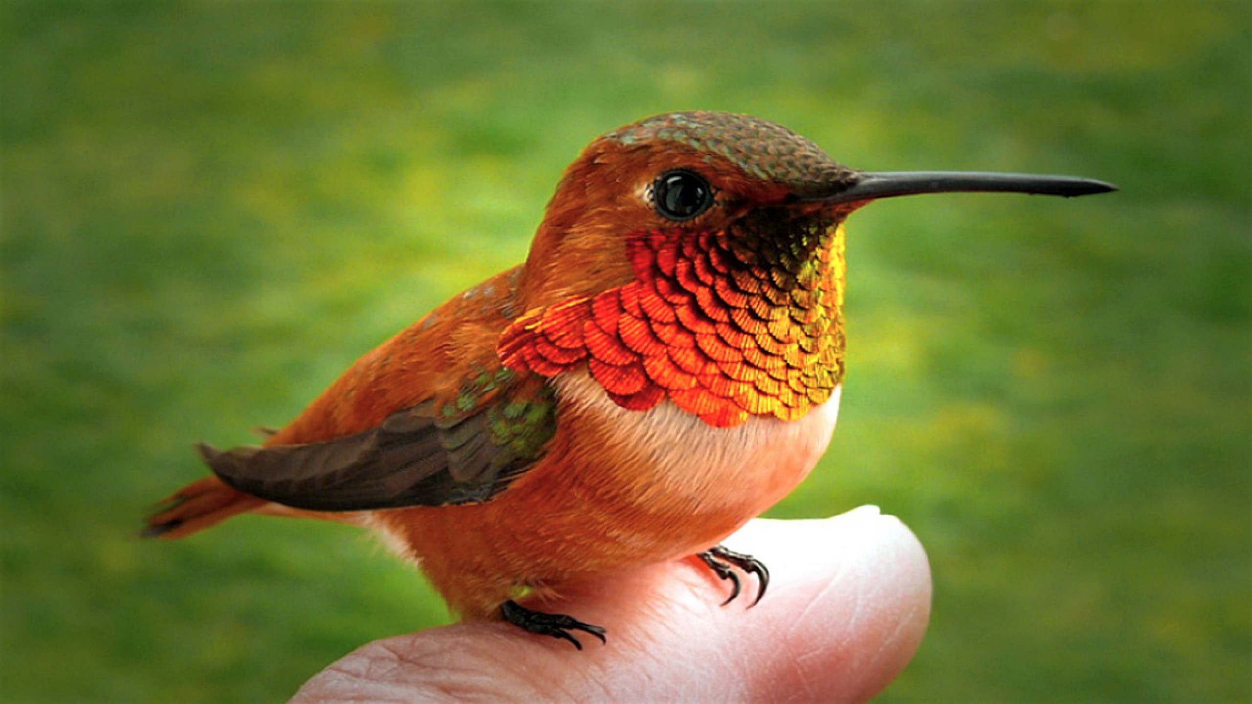 Download mobile wallpaper Bird, Animal, Hummingbird for free.